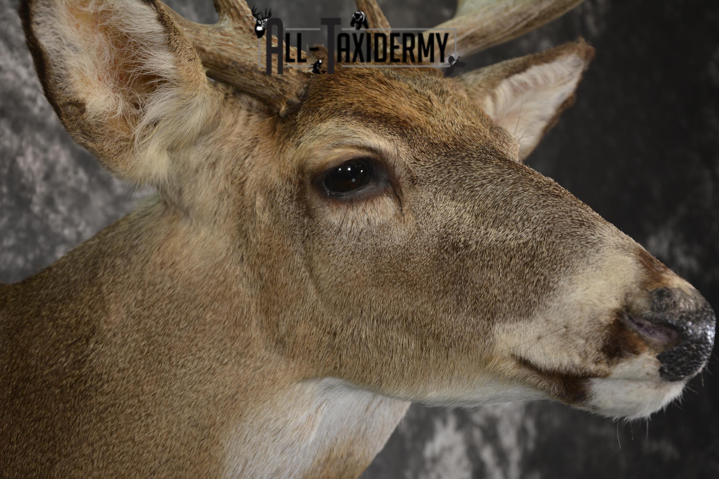 8 Point whitetail taxidermy shoulder mount for sale SKU 2102 - Image 4