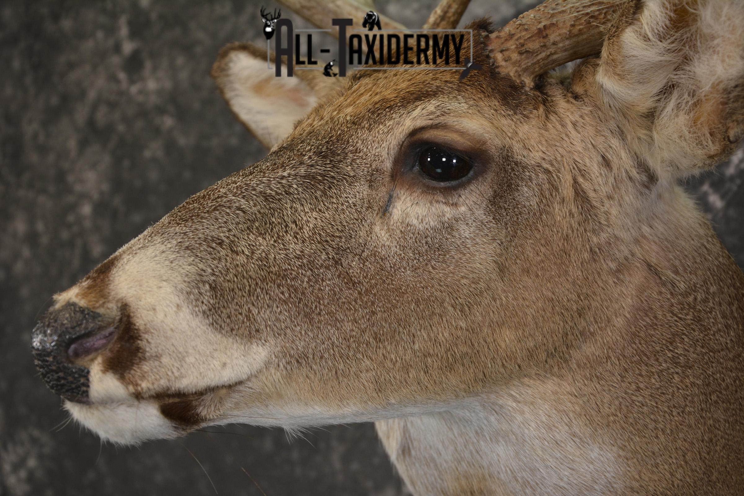 8 Point whitetail taxidermy shoulder mount for sale SKU 2102 - Image 3