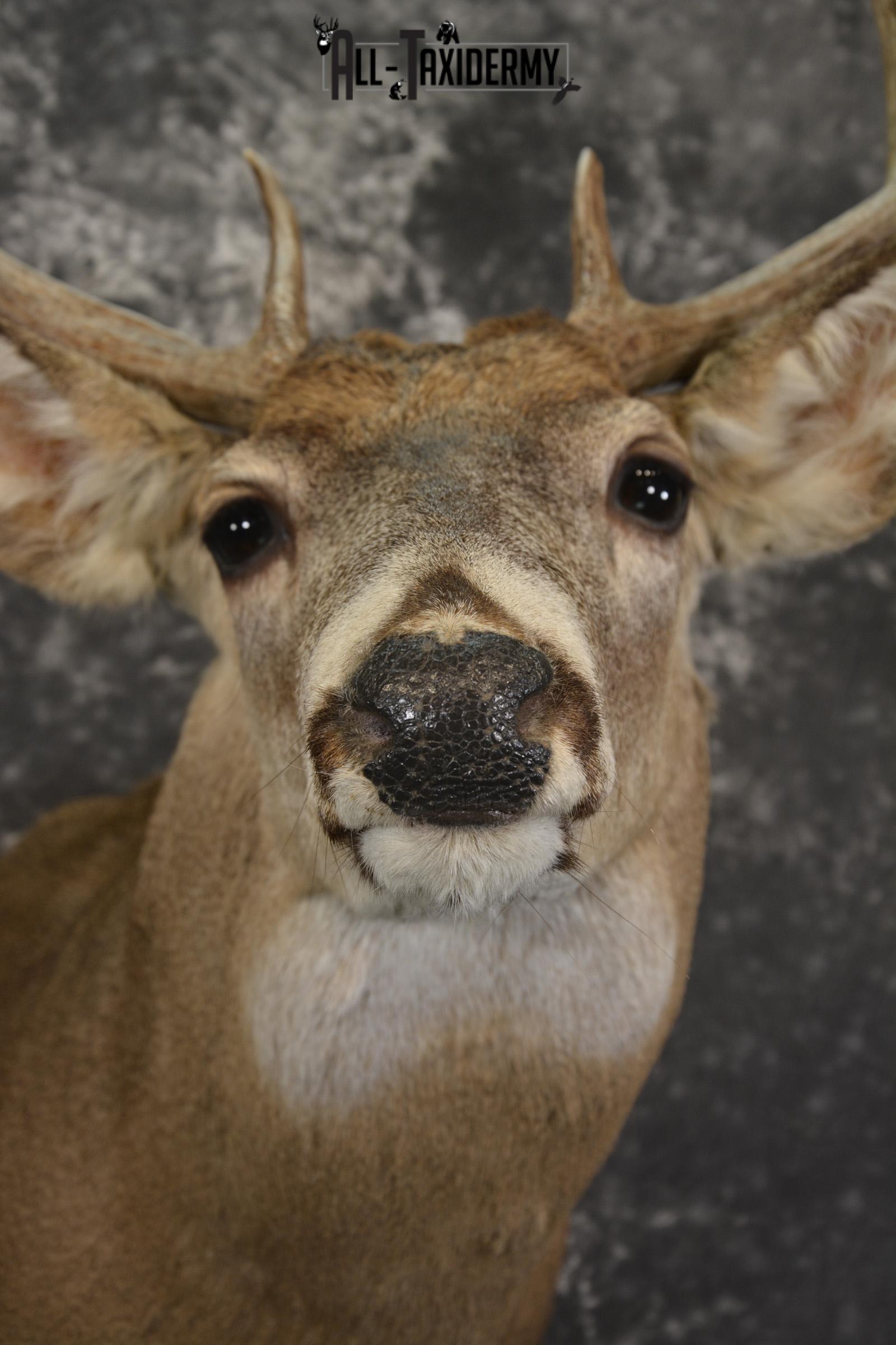 8 Point whitetail taxidermy shoulder mount for sale SKU 2102 - Image 2