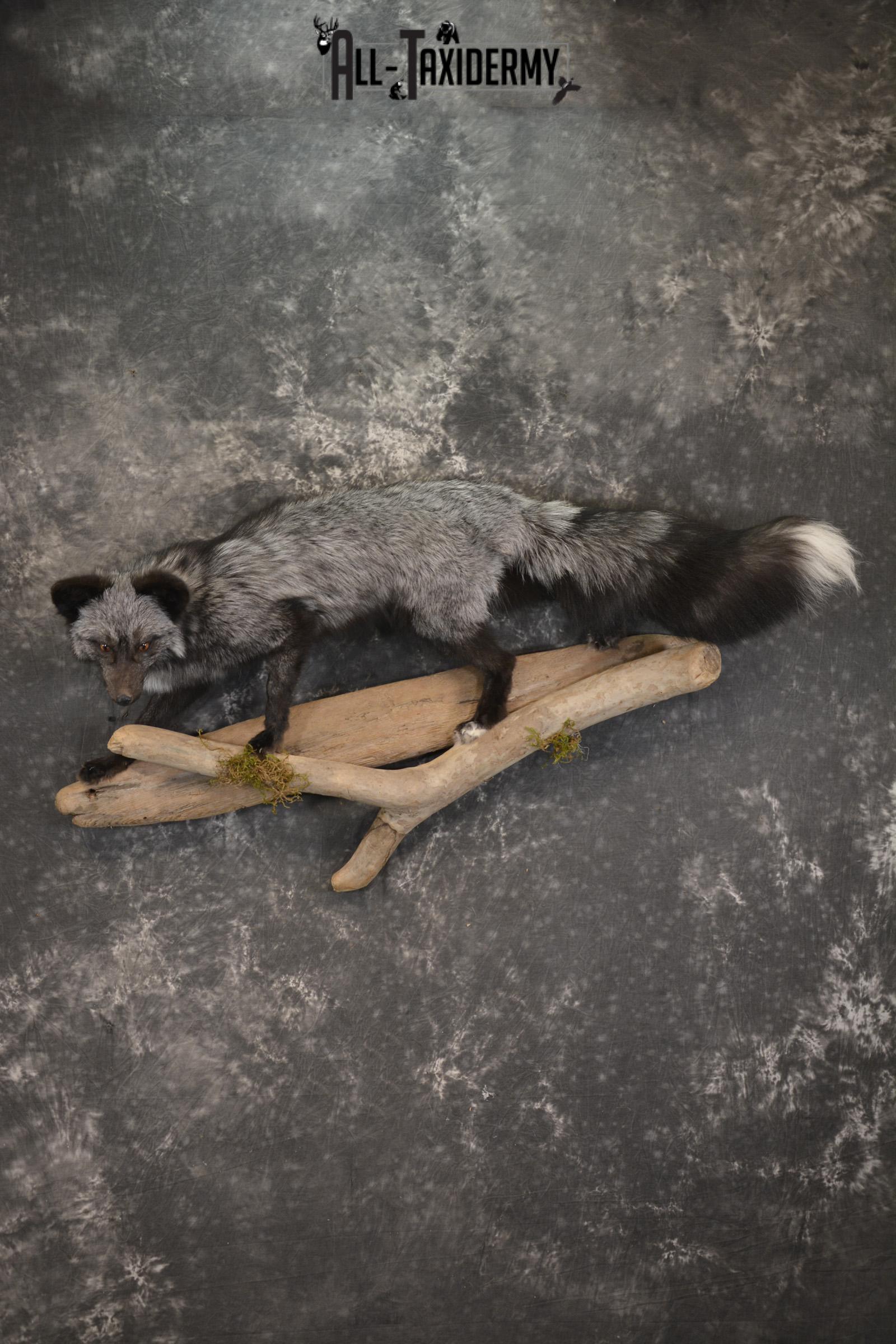Silver Fox taxidermy mount for sale SKU 2128