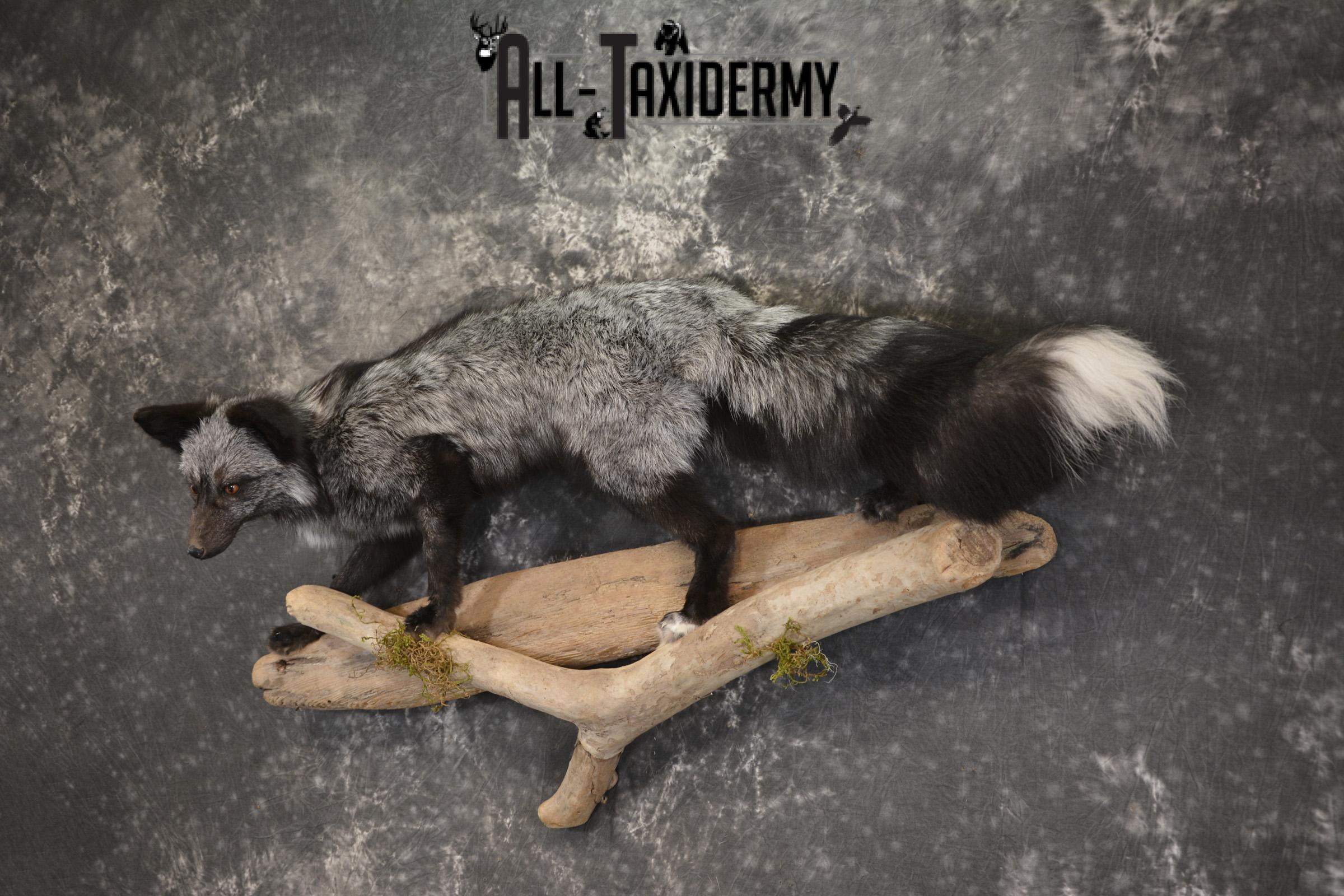 Silver Fox taxidermy mount for sale SKU 2128 - Image 9