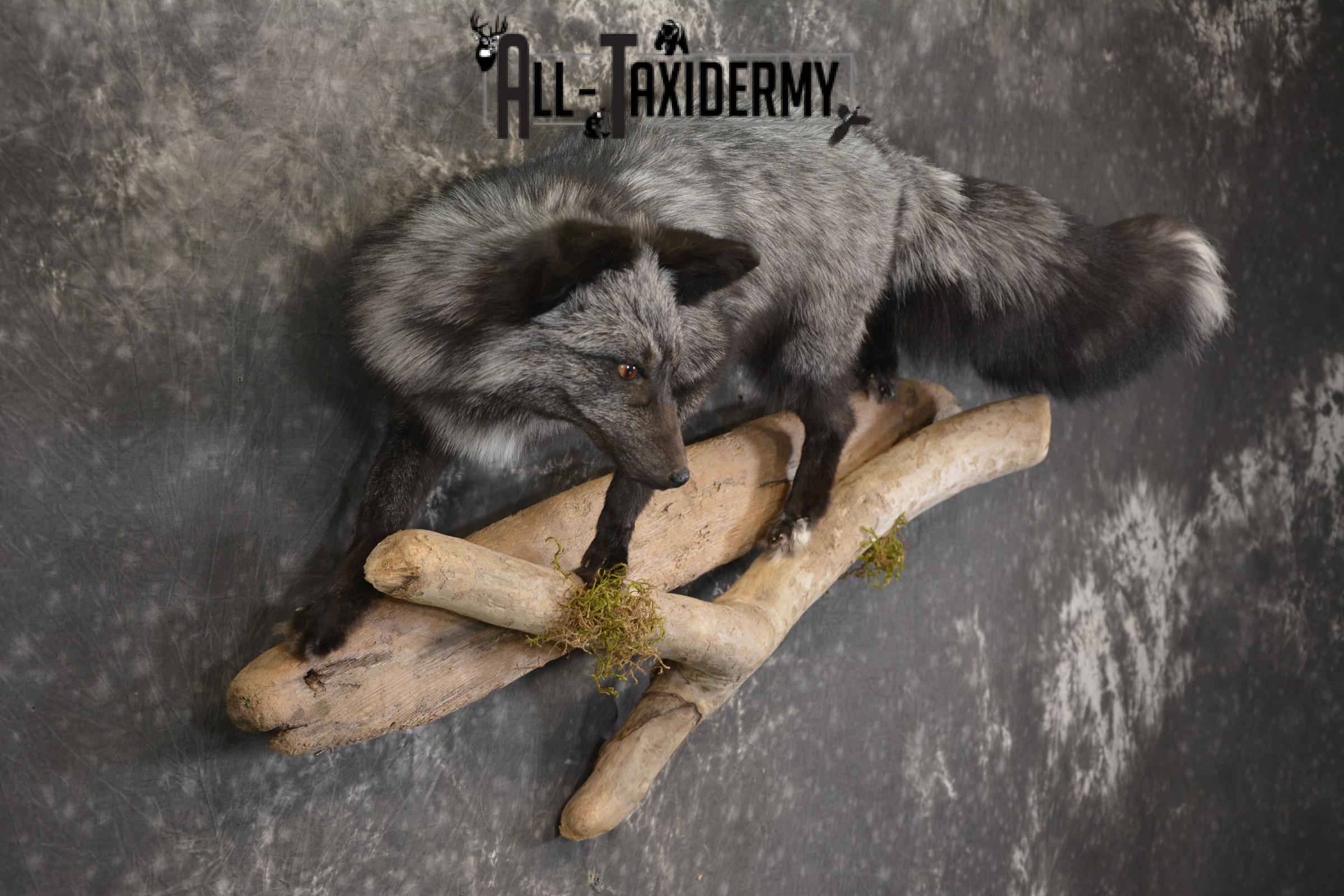 Silver Fox taxidermy mount for sale SKU 2128 - Image 6
