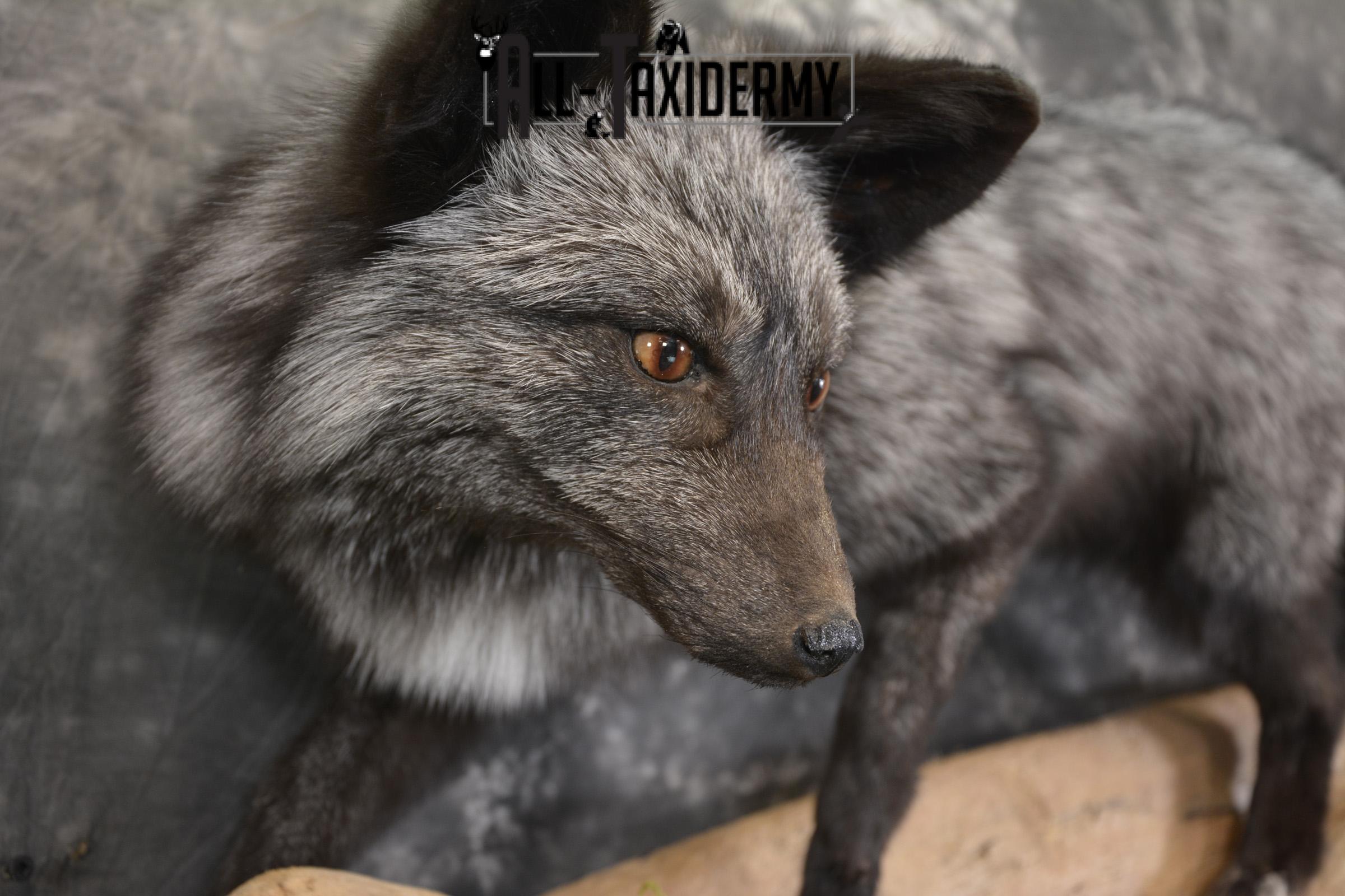 Silver Fox taxidermy mount for sale SKU 2128 - Image 5