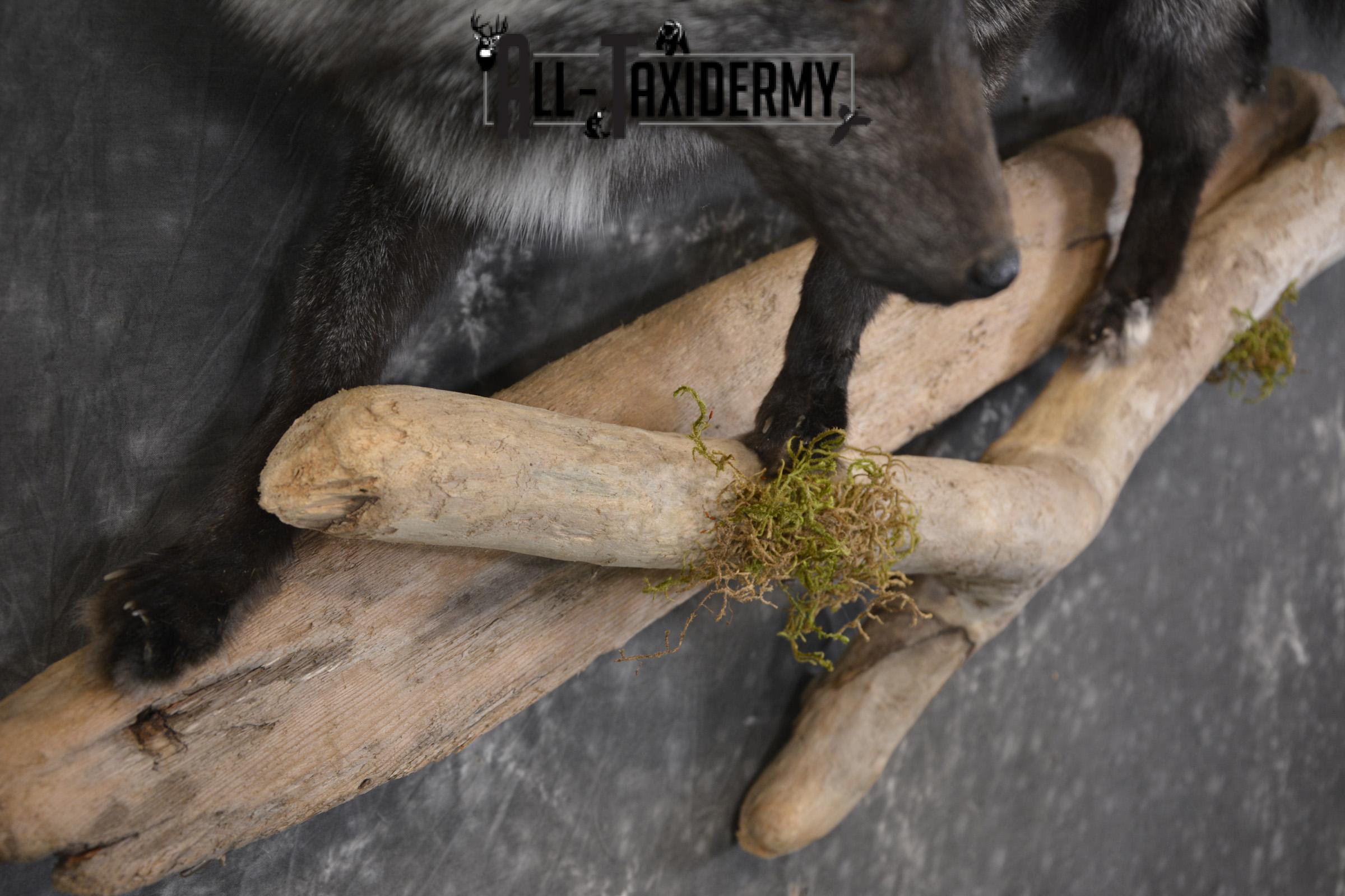 Silver Fox taxidermy mount for sale SKU 2128 - Image 3