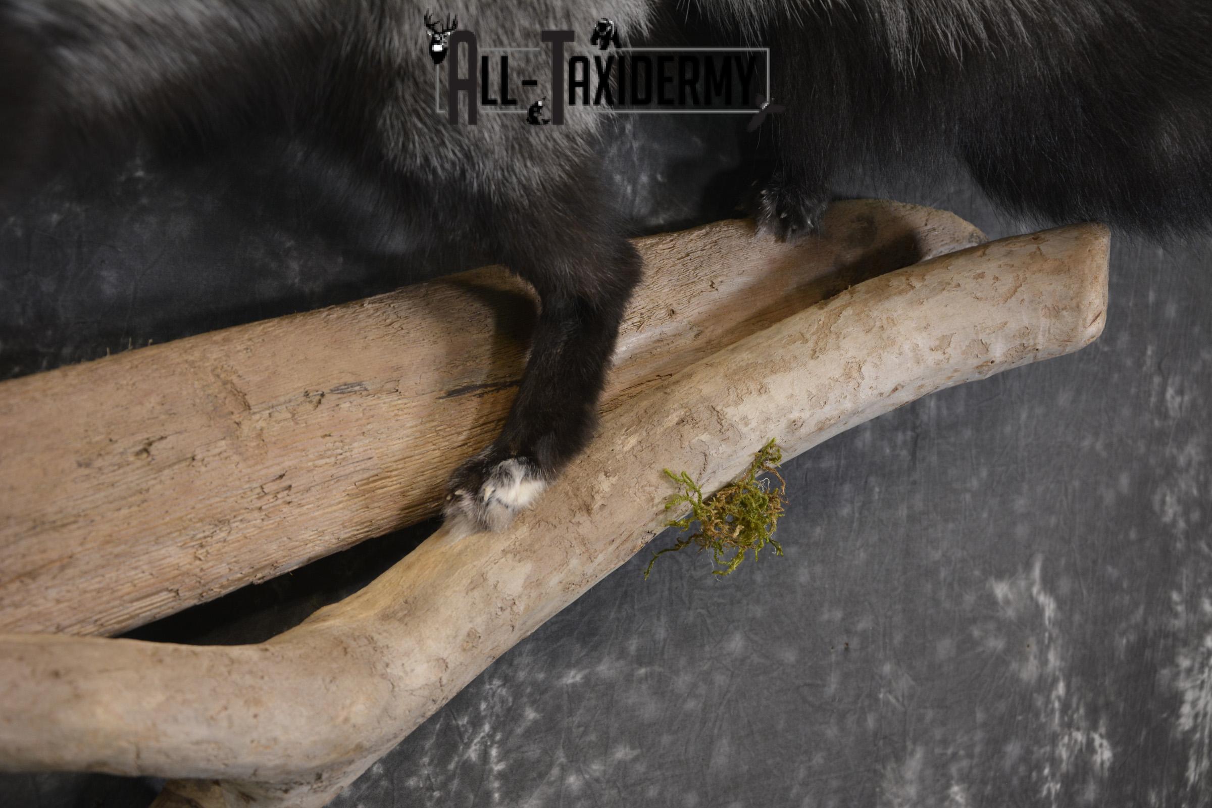 Silver Fox taxidermy mount for sale SKU 2128 - Image 2