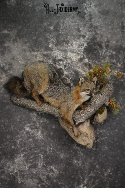 Grey Fox taxidermy mount for sale SKU 2131