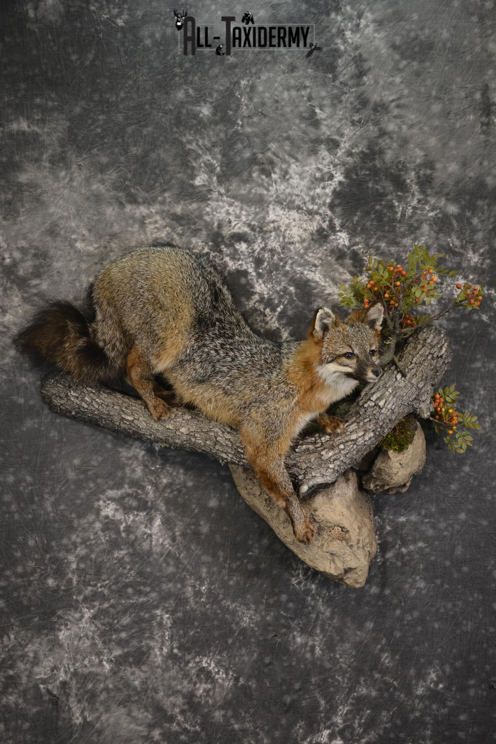 Grey Fox taxidermy mount for sale SKU 2131