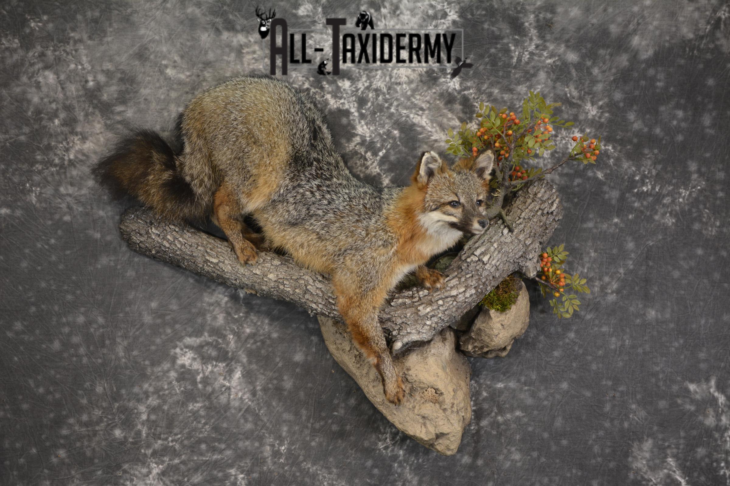 Grey Fox taxidermy mount for sale SKU 2131 - Image 9
