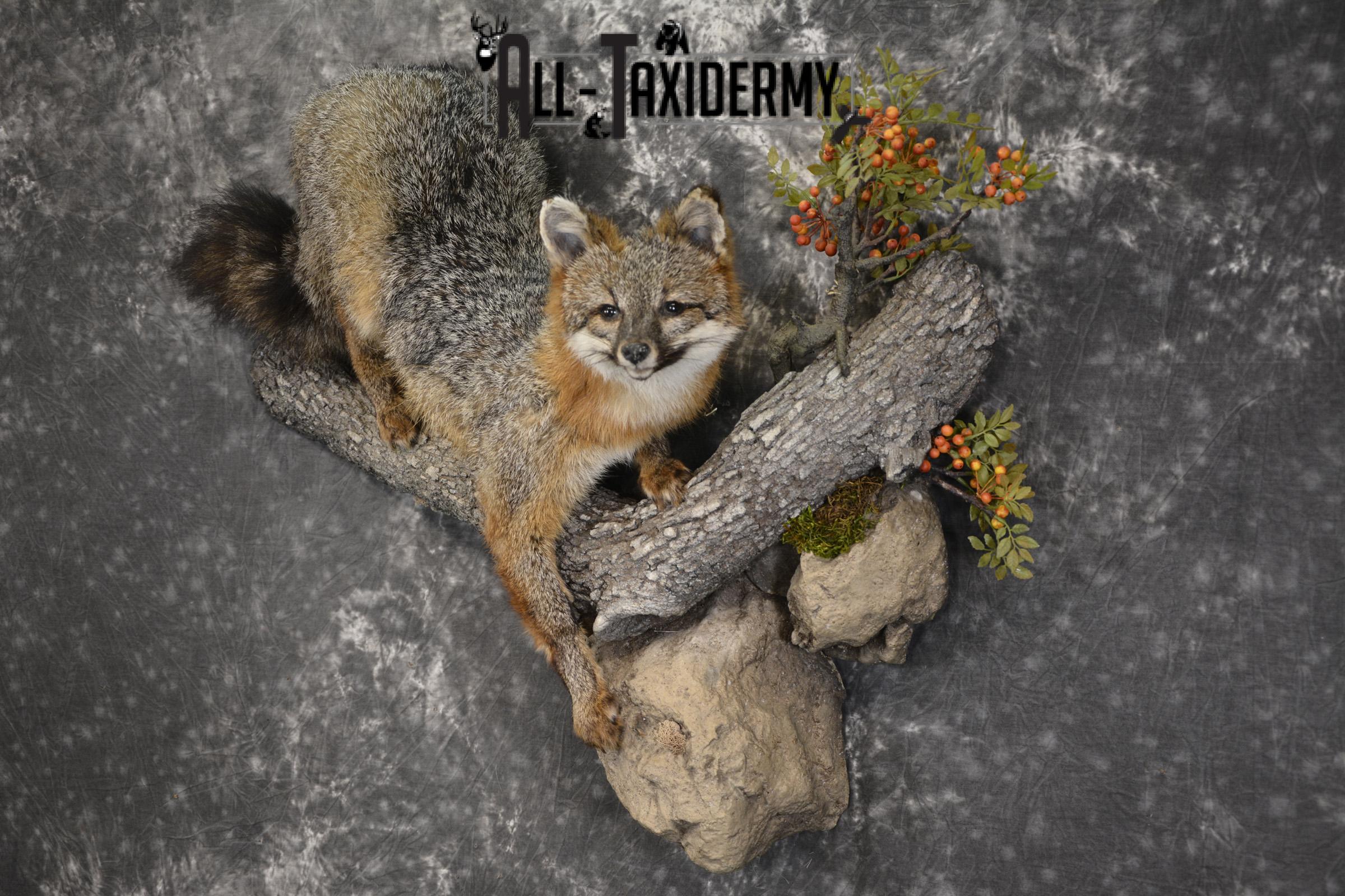 Grey Fox taxidermy mount for sale SKU 2131 - Image 8