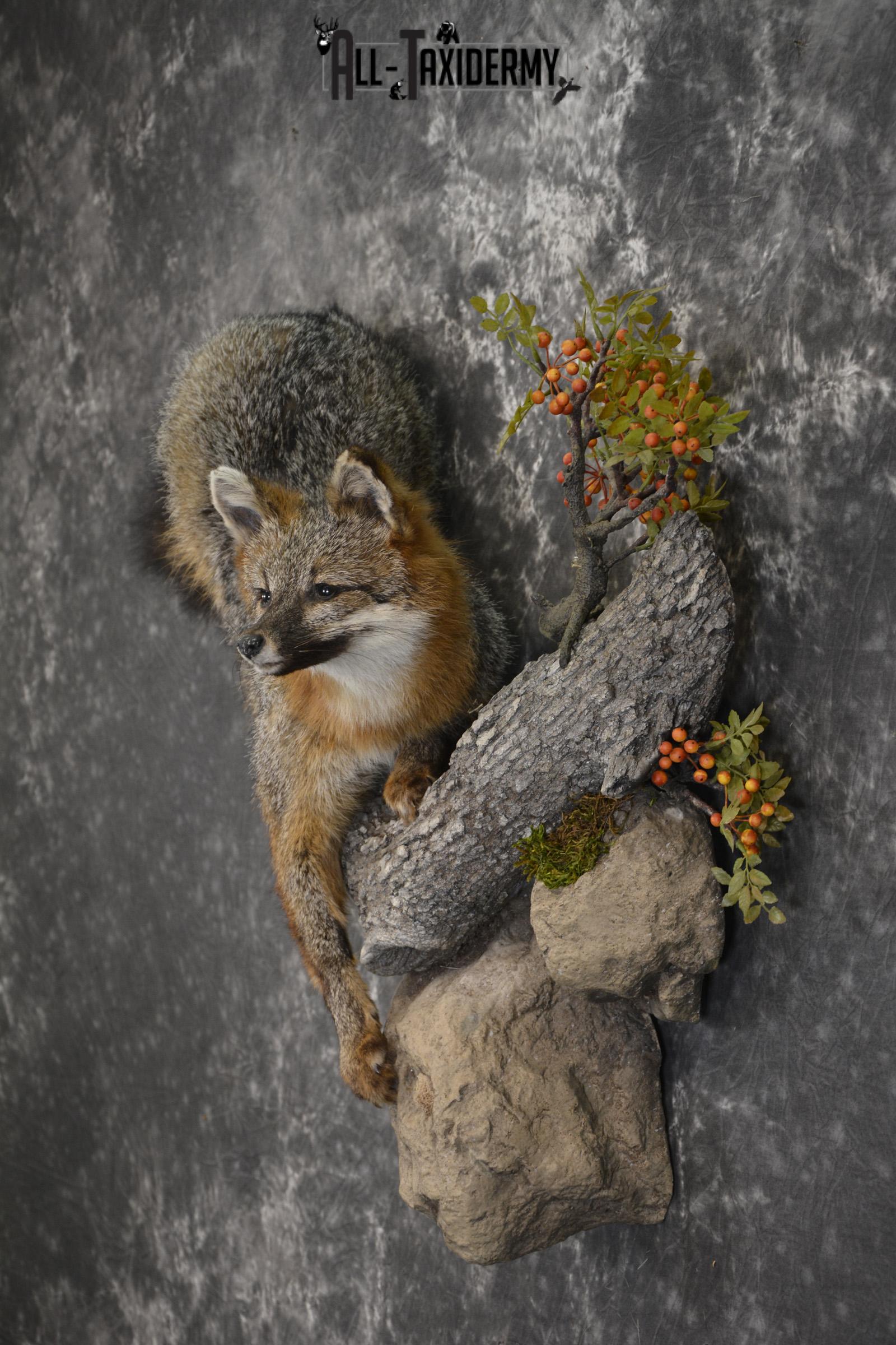 Grey Fox taxidermy mount for sale SKU 2131 - Image 7