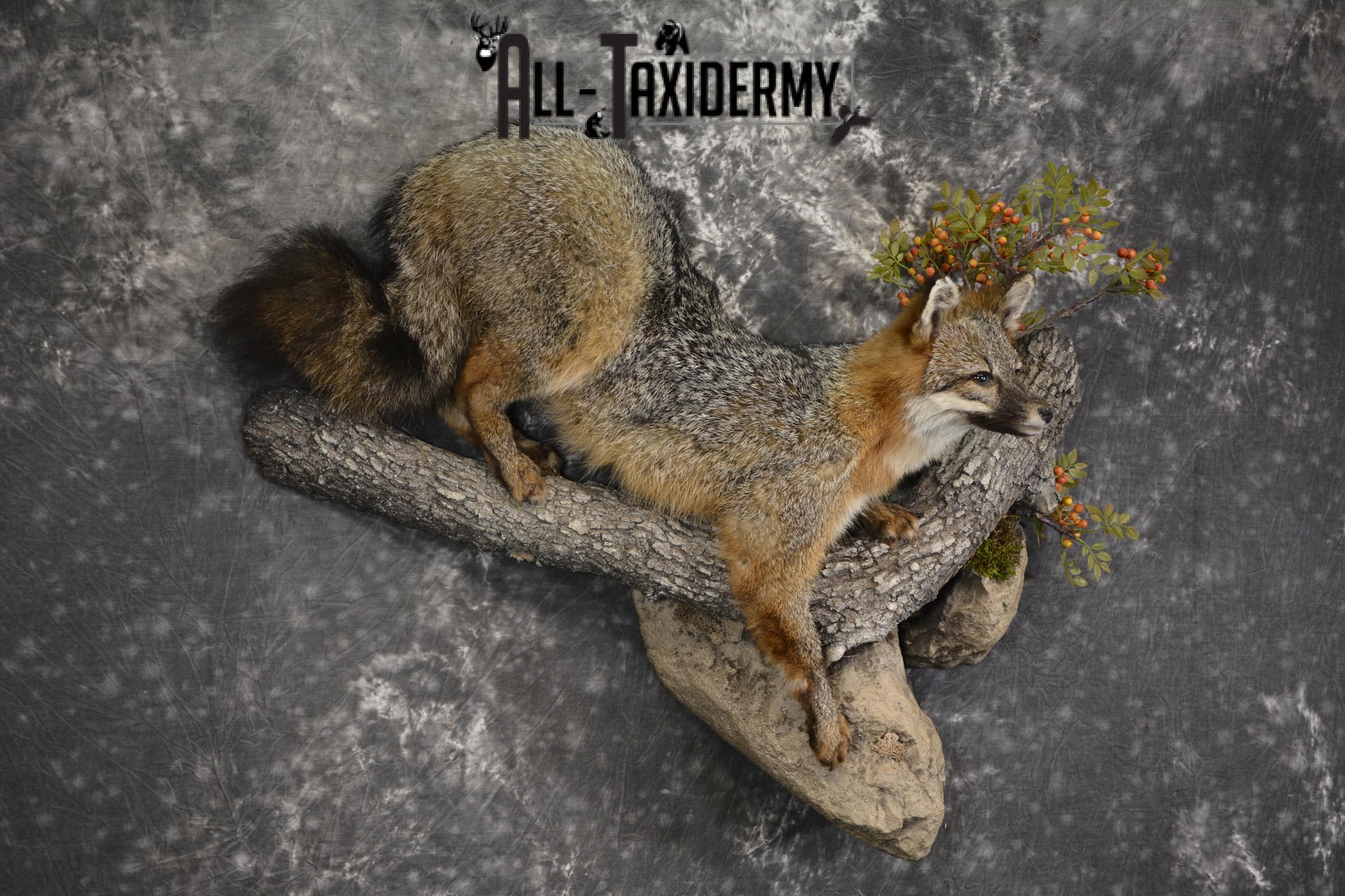 Grey Fox taxidermy mount for sale SKU 2131 - Image 6