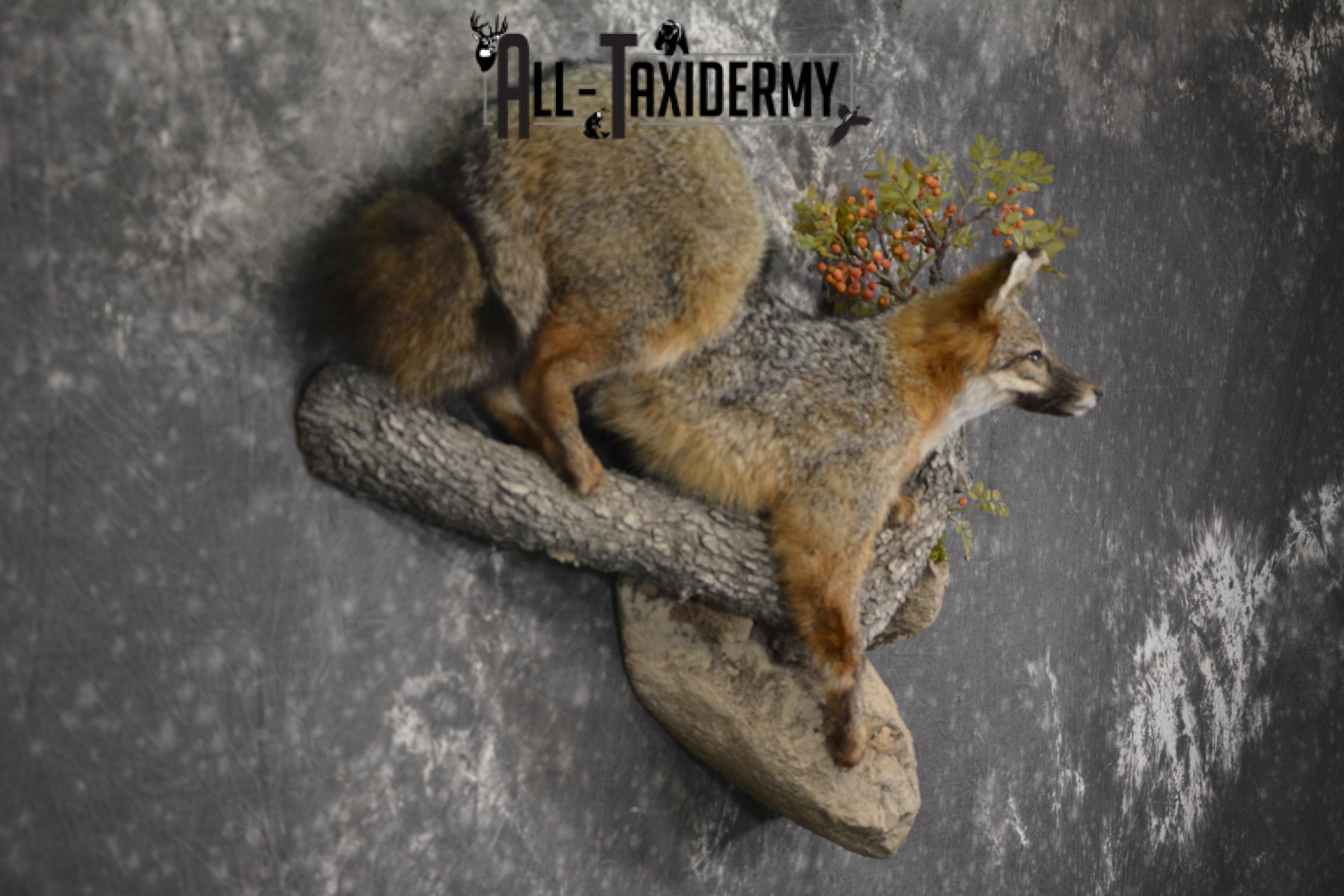 Grey Fox taxidermy mount for sale SKU 2131 - Image 5