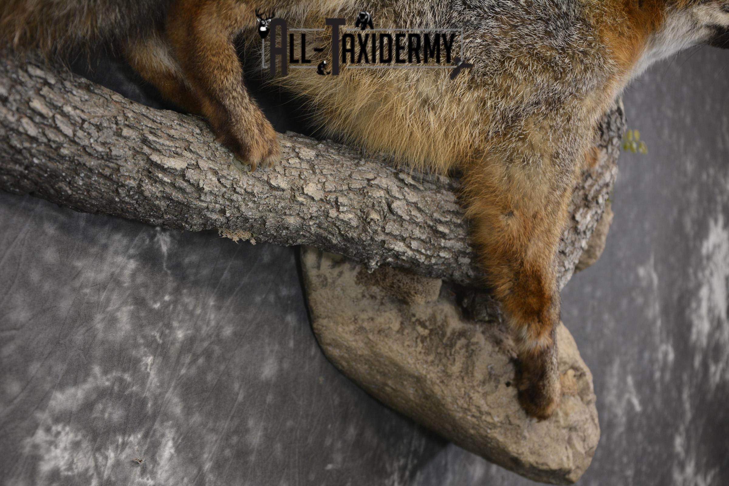 Grey Fox taxidermy mount for sale SKU 2131 - Image 4