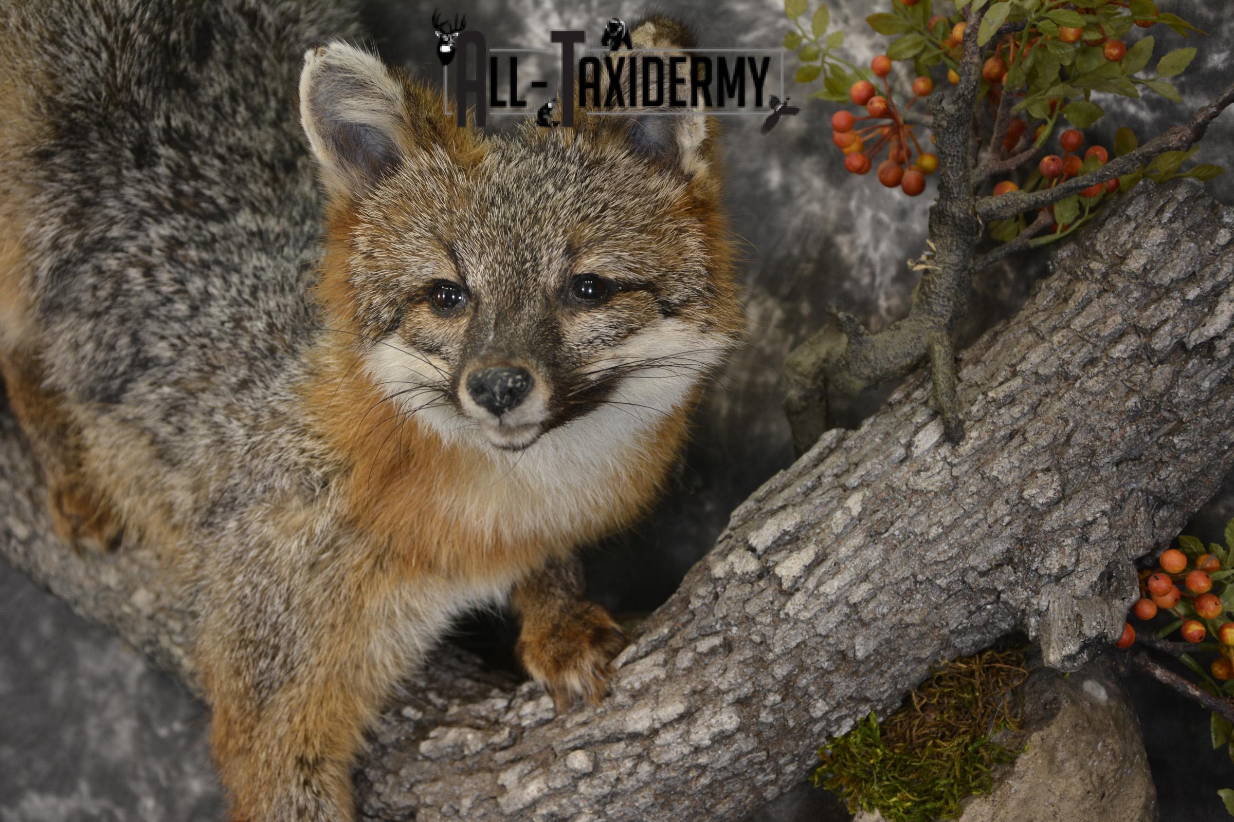 Grey Fox taxidermy mount for sale SKU 2131 - Image 3