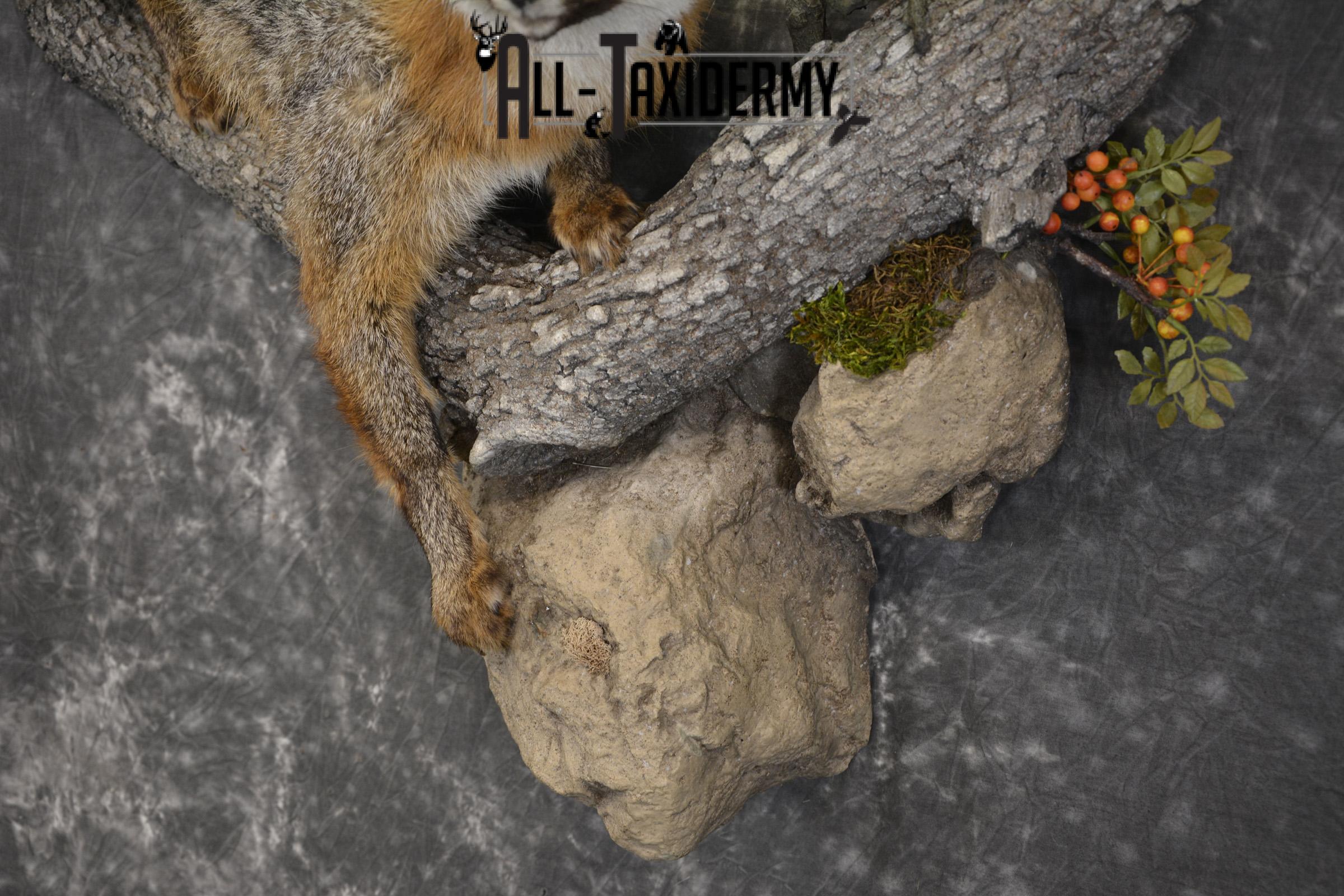 Grey Fox taxidermy mount for sale SKU 2131 - Image 2