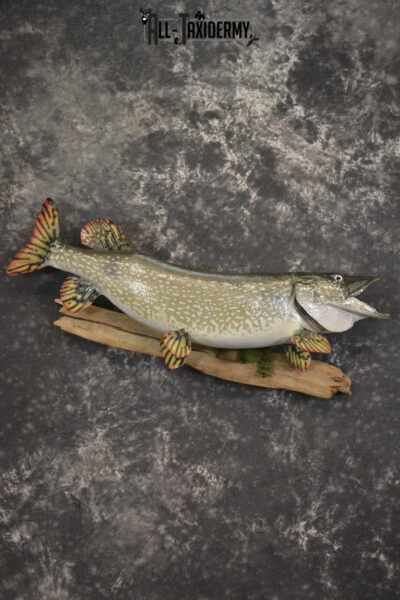 36" Northern Pike fish taxidermy mount for sale SKU 2130