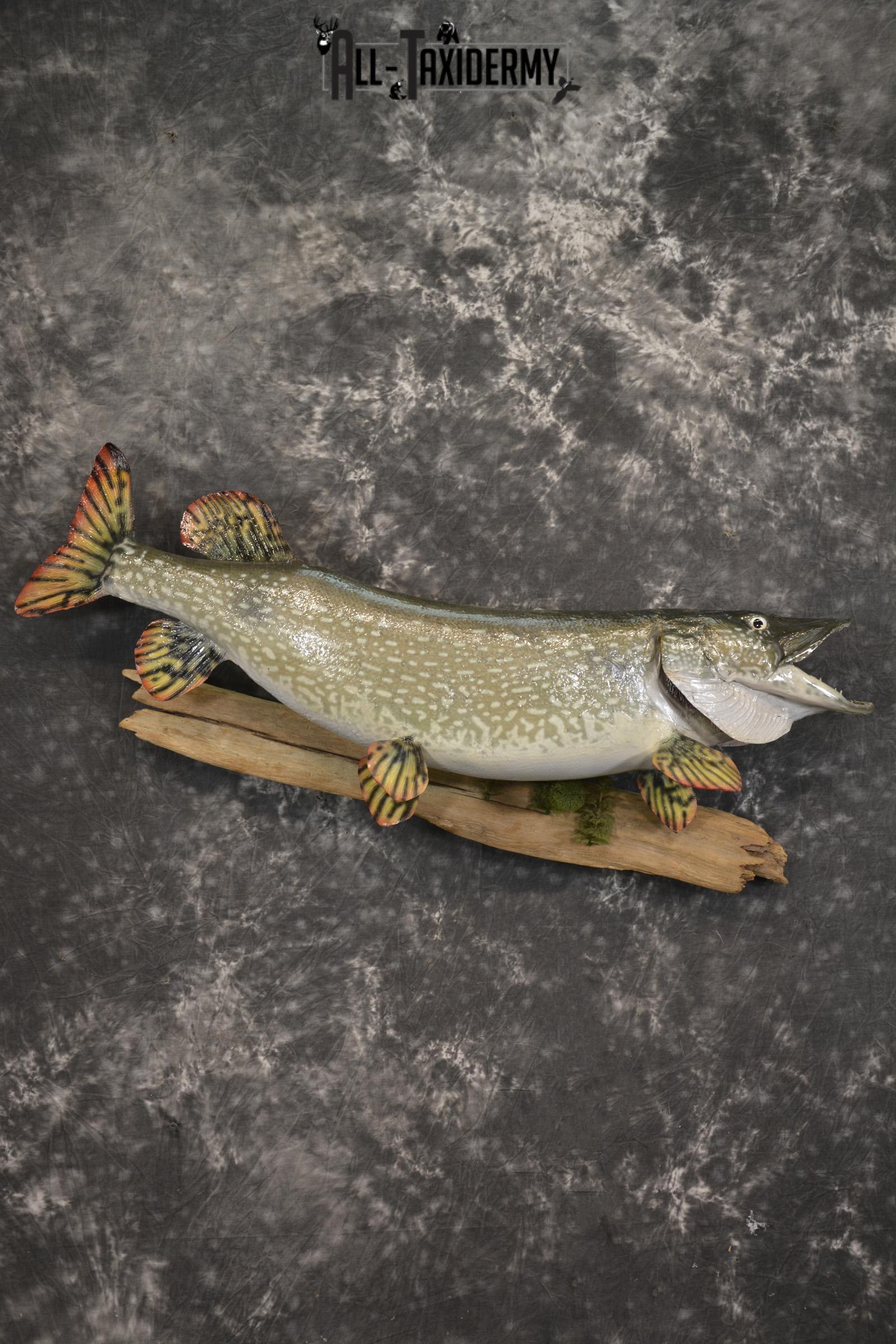 36" Northern Pike fish taxidermy mount for sale SKU 2130