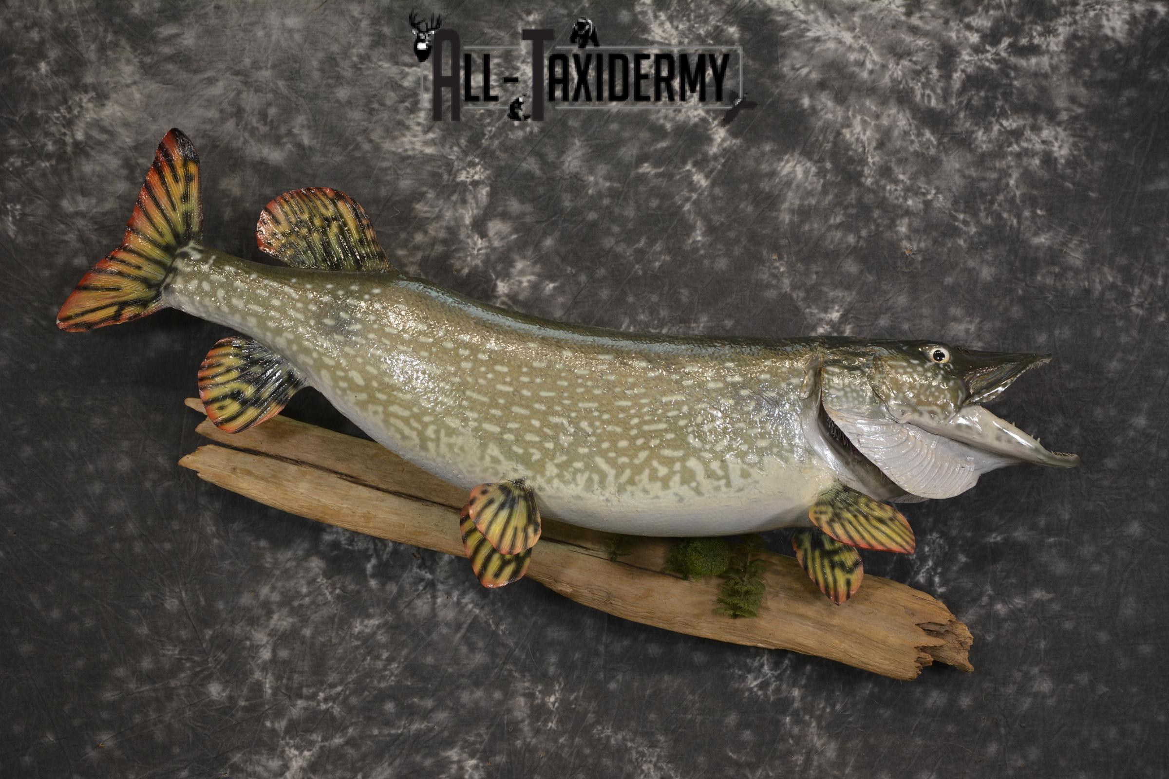 36" Northern Pike fish taxidermy mount for sale SKU 2130 - Image 8