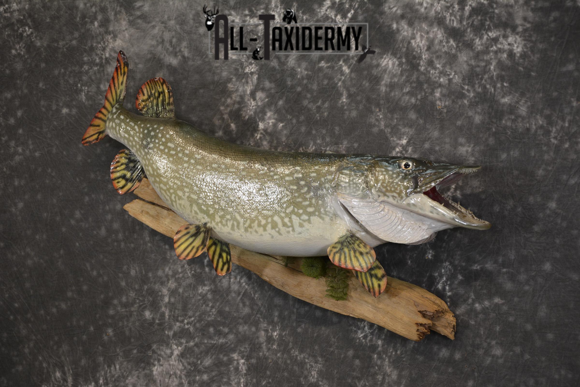 36" Northern Pike fish taxidermy mount for sale SKU 2130 - Image 7