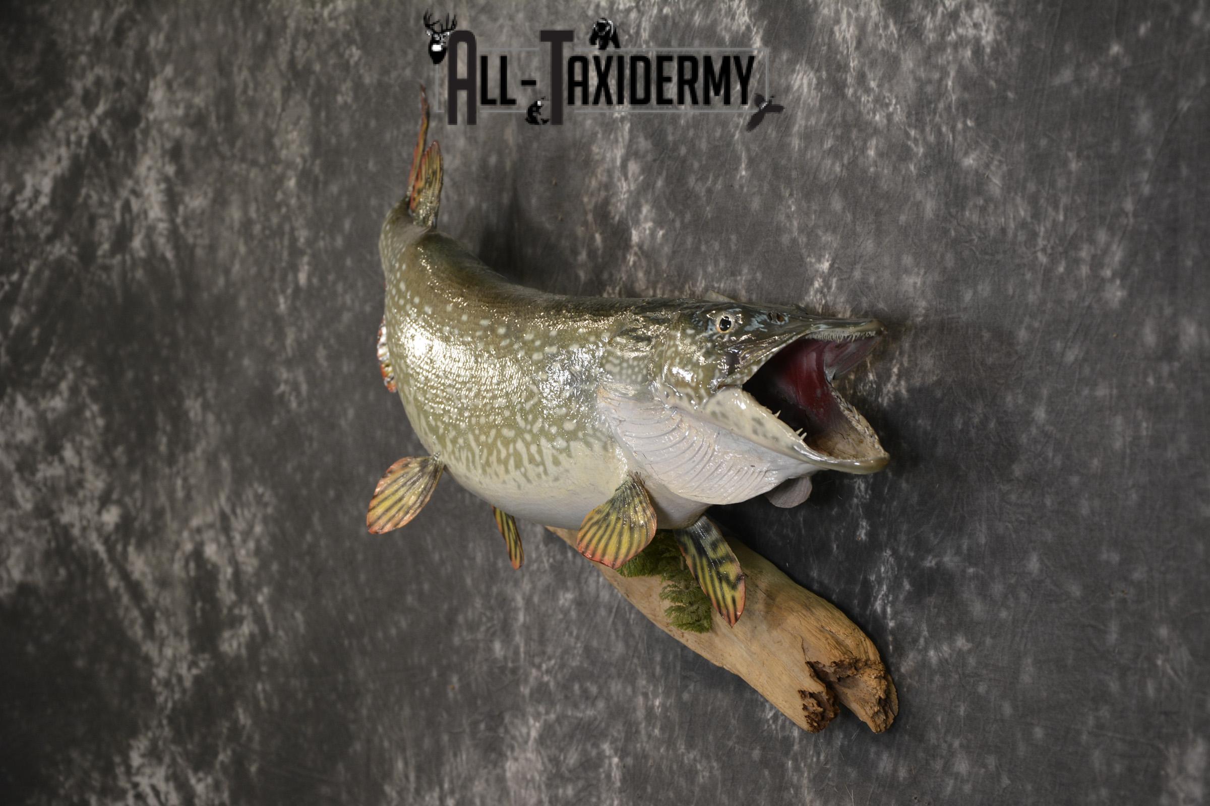 36" Northern Pike fish taxidermy mount for sale SKU 2130 - Image 6