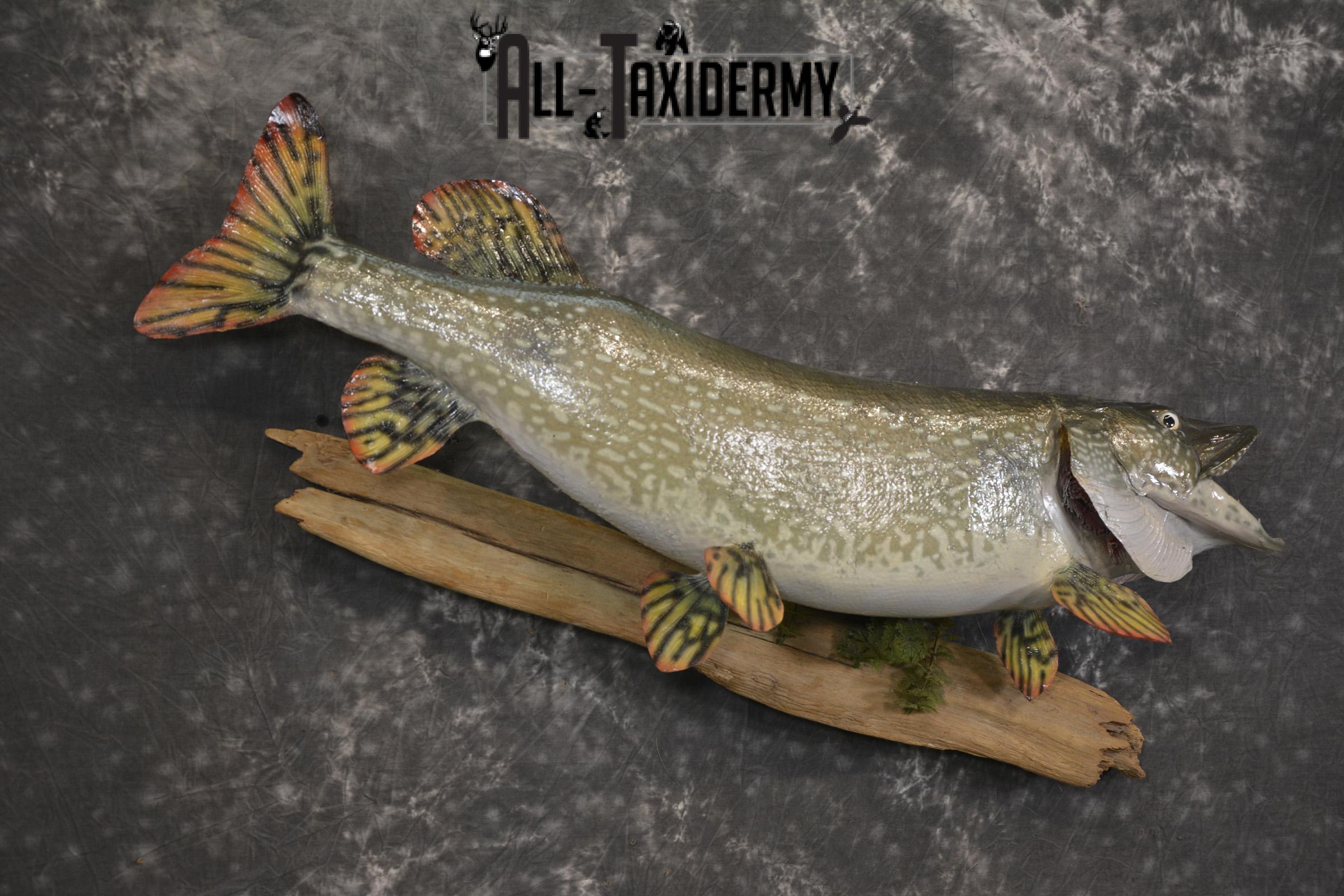 36" Northern Pike fish taxidermy mount for sale SKU 2130 - Image 5