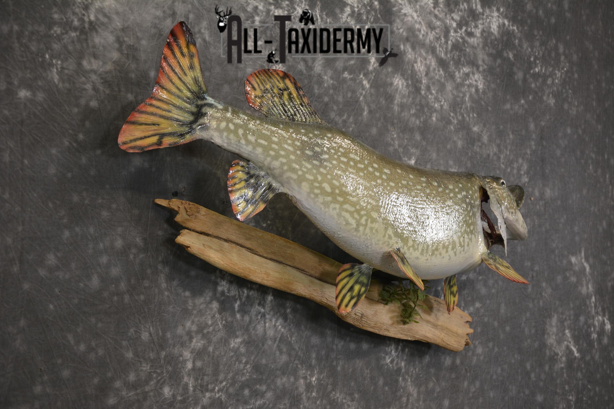 36" Northern Pike fish taxidermy mount for sale SKU 2130 - Image 4