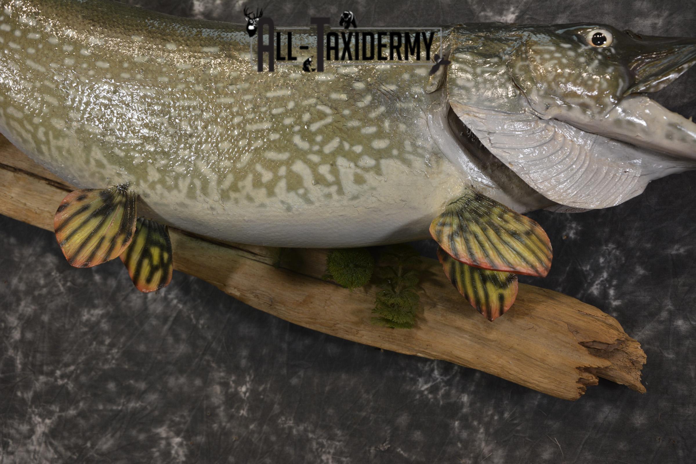 36" Northern Pike fish taxidermy mount for sale SKU 2130 - Image 3