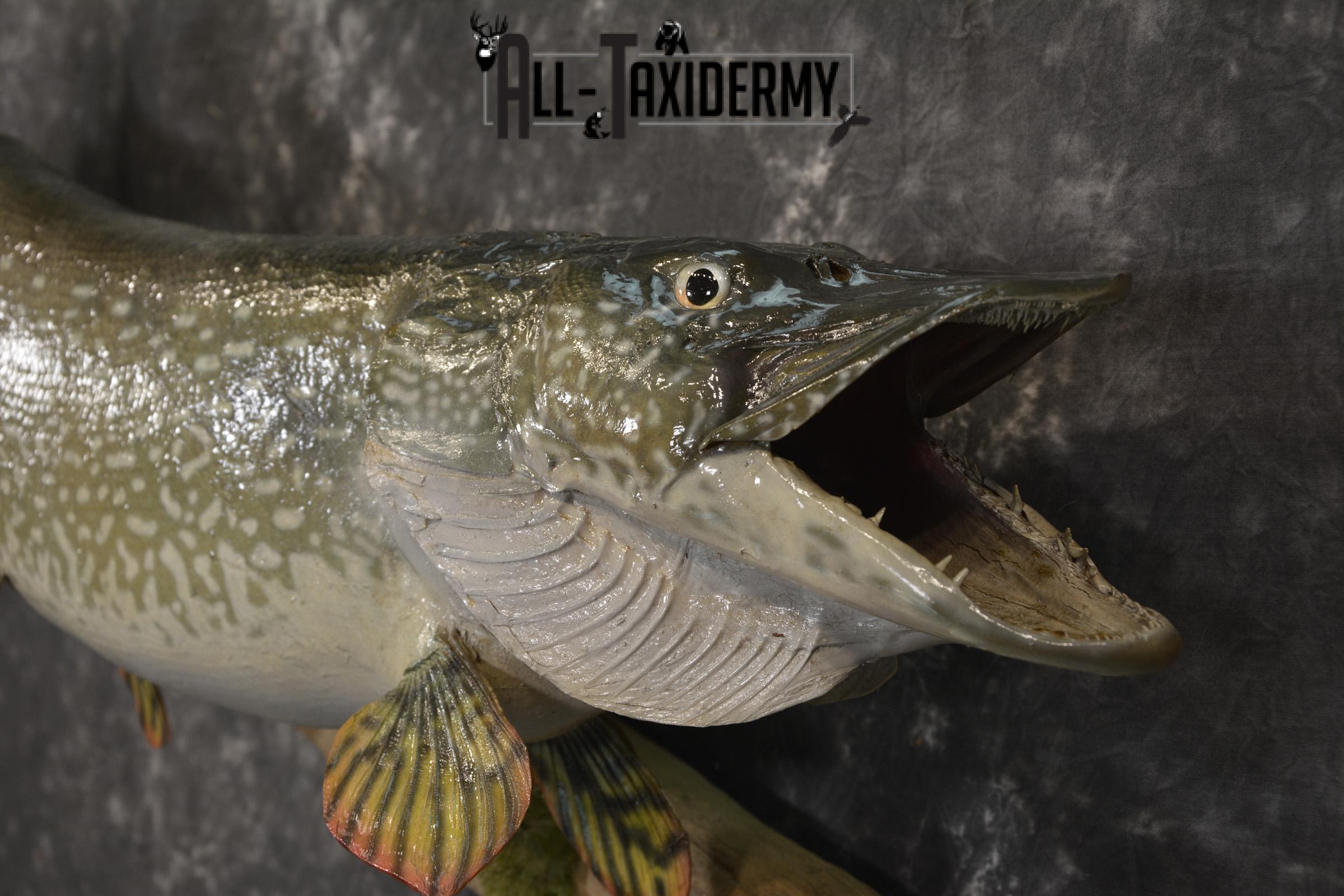 36" Northern Pike fish taxidermy mount for sale SKU 2130 - Image 2