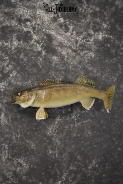 24" Walleye taxidermy skin mount for sale SKU 2099