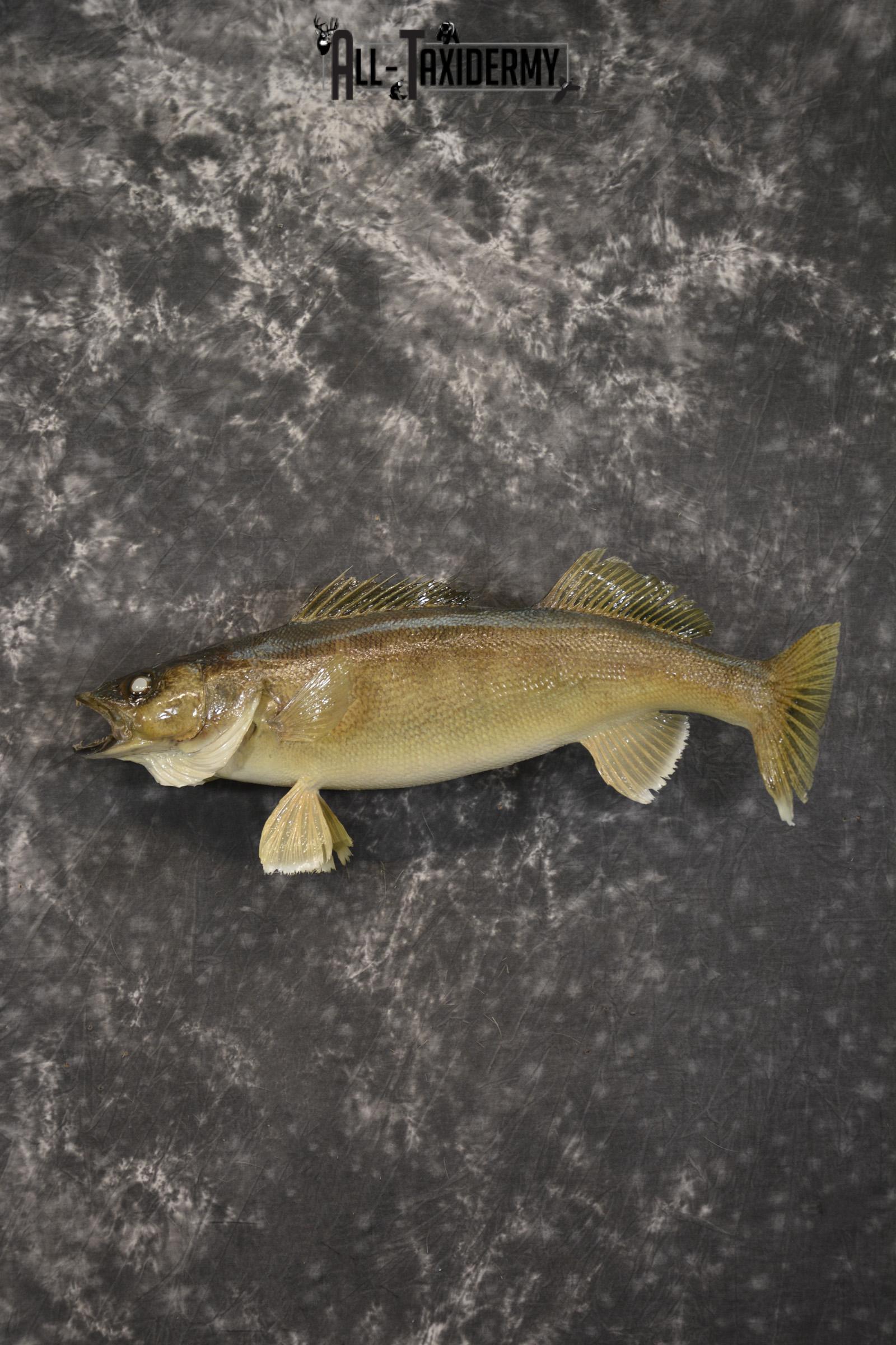 24" Walleye taxidermy skin mount for sale SKU 2099