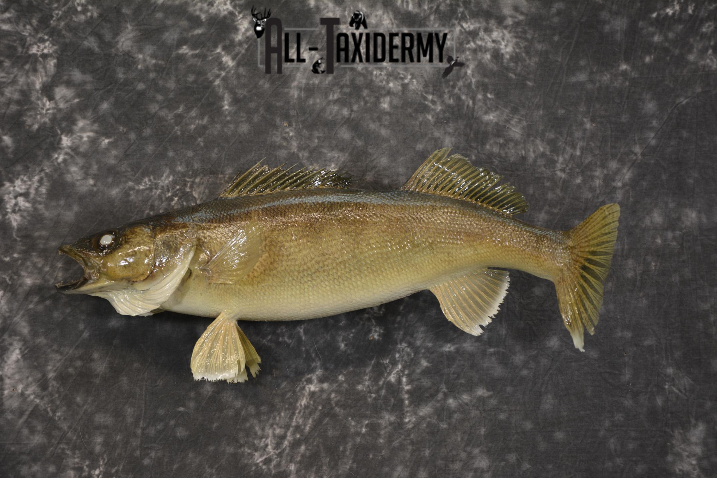 24" Walleye taxidermy skin mount for sale SKU 2099 - Image 7