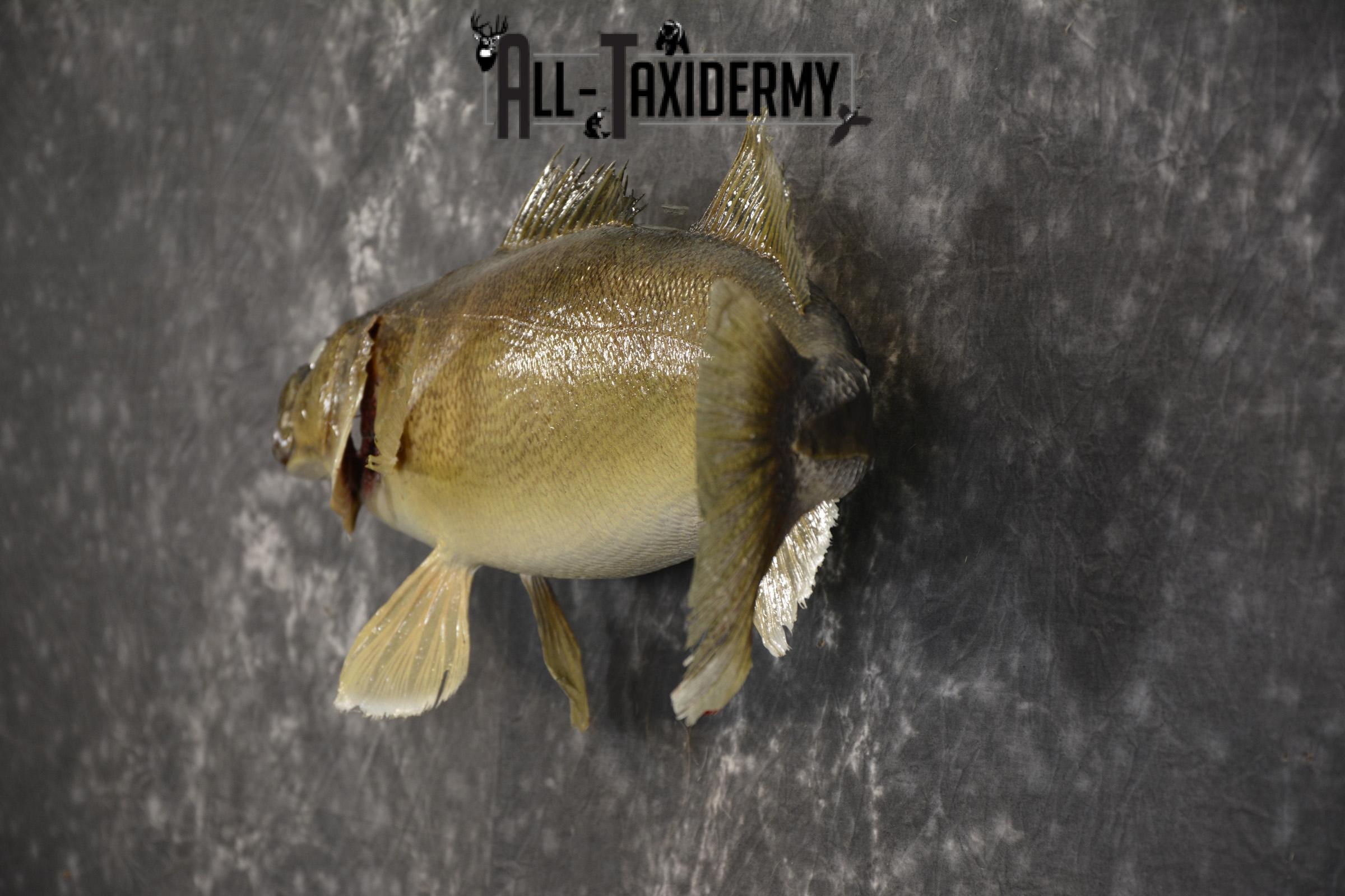 24" Walleye taxidermy skin mount for sale SKU 2099 - Image 5