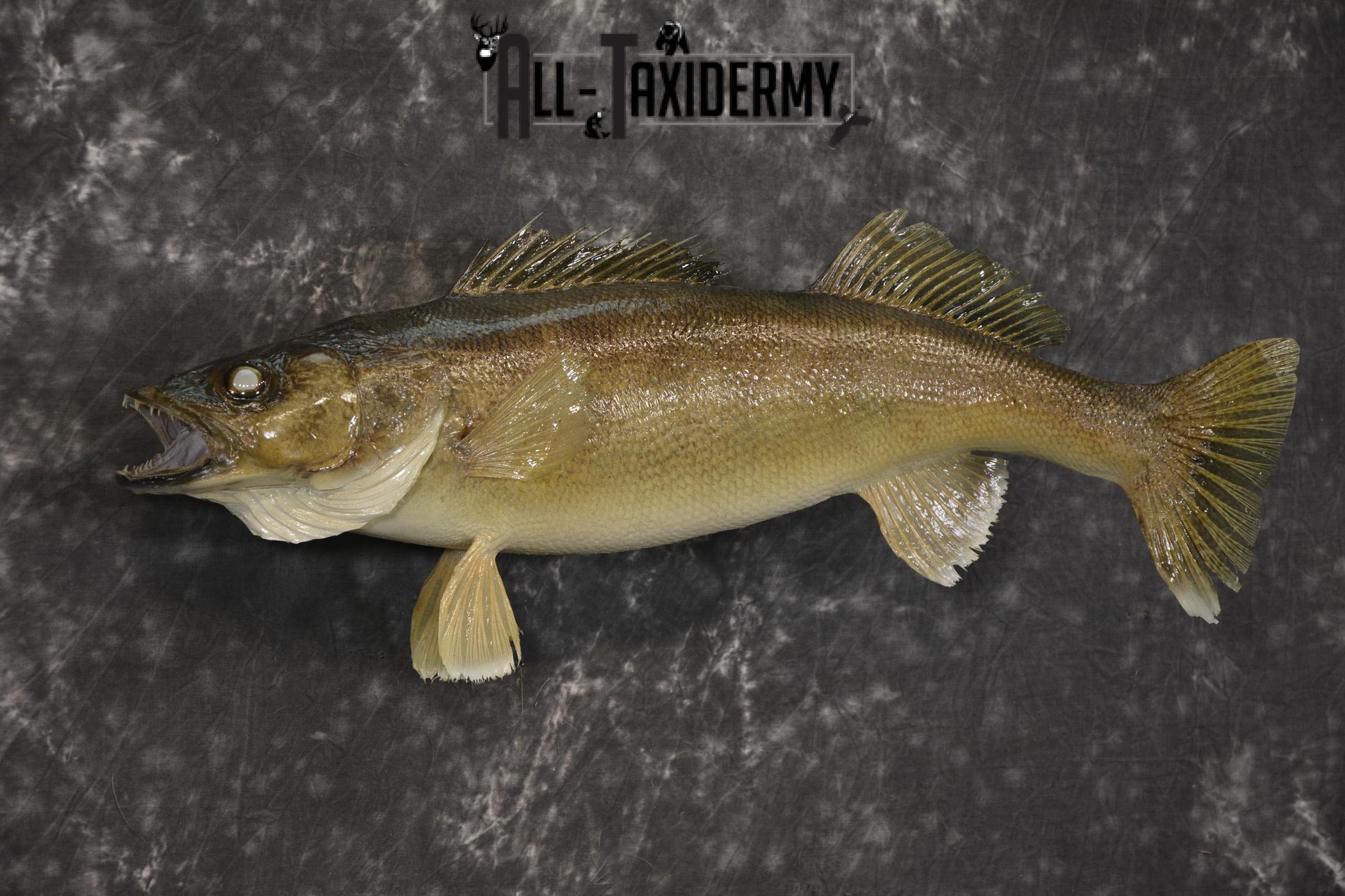 24" Walleye taxidermy skin mount for sale SKU 2099 - Image 4