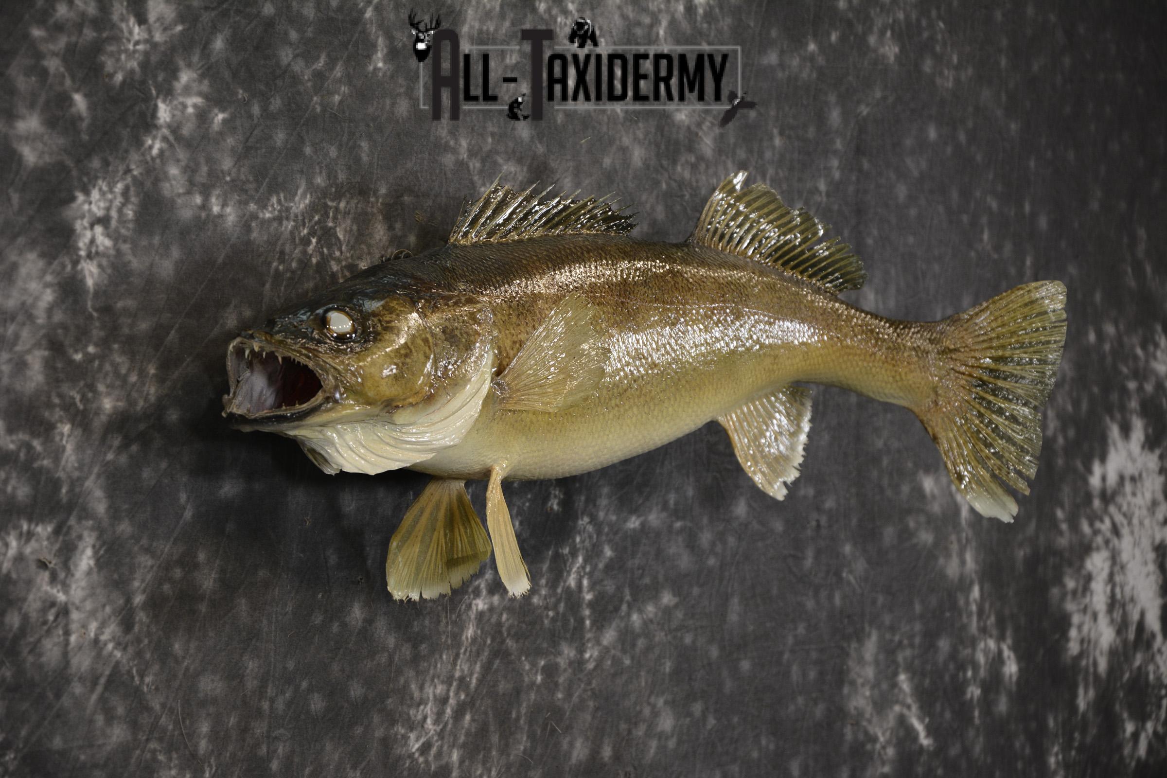 24" Walleye taxidermy skin mount for sale SKU 2099 - Image 3