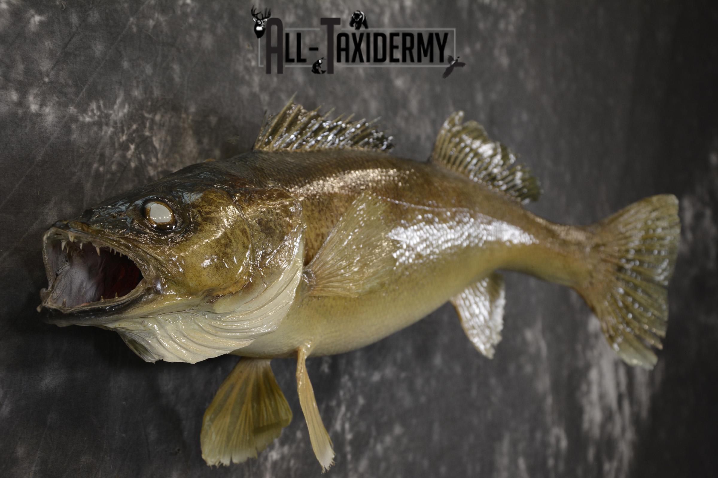 24" Walleye taxidermy skin mount for sale SKU 2099 - Image 2