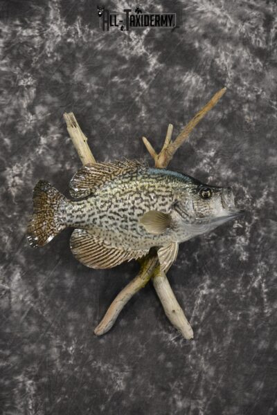 14" Crappie taxidermy fish mount for sale SKU 2126