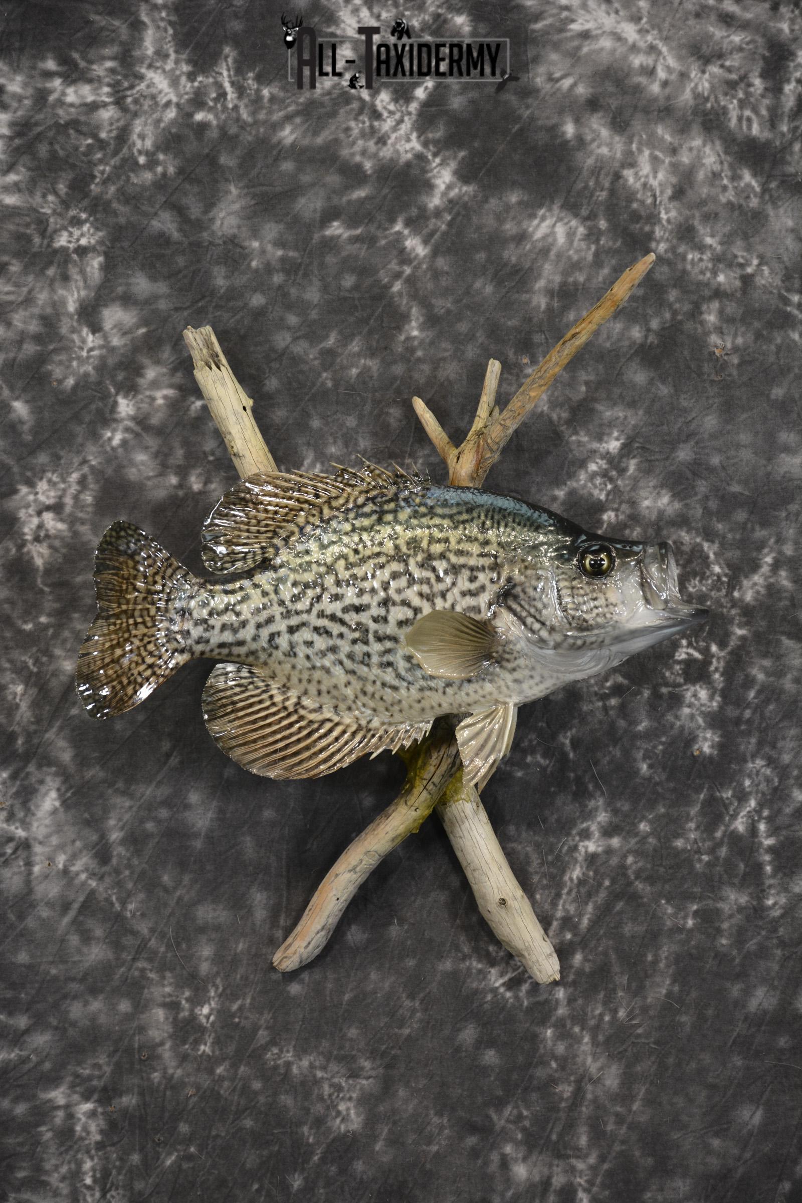 14" Crappie taxidermy fish mount for sale SKU 2126