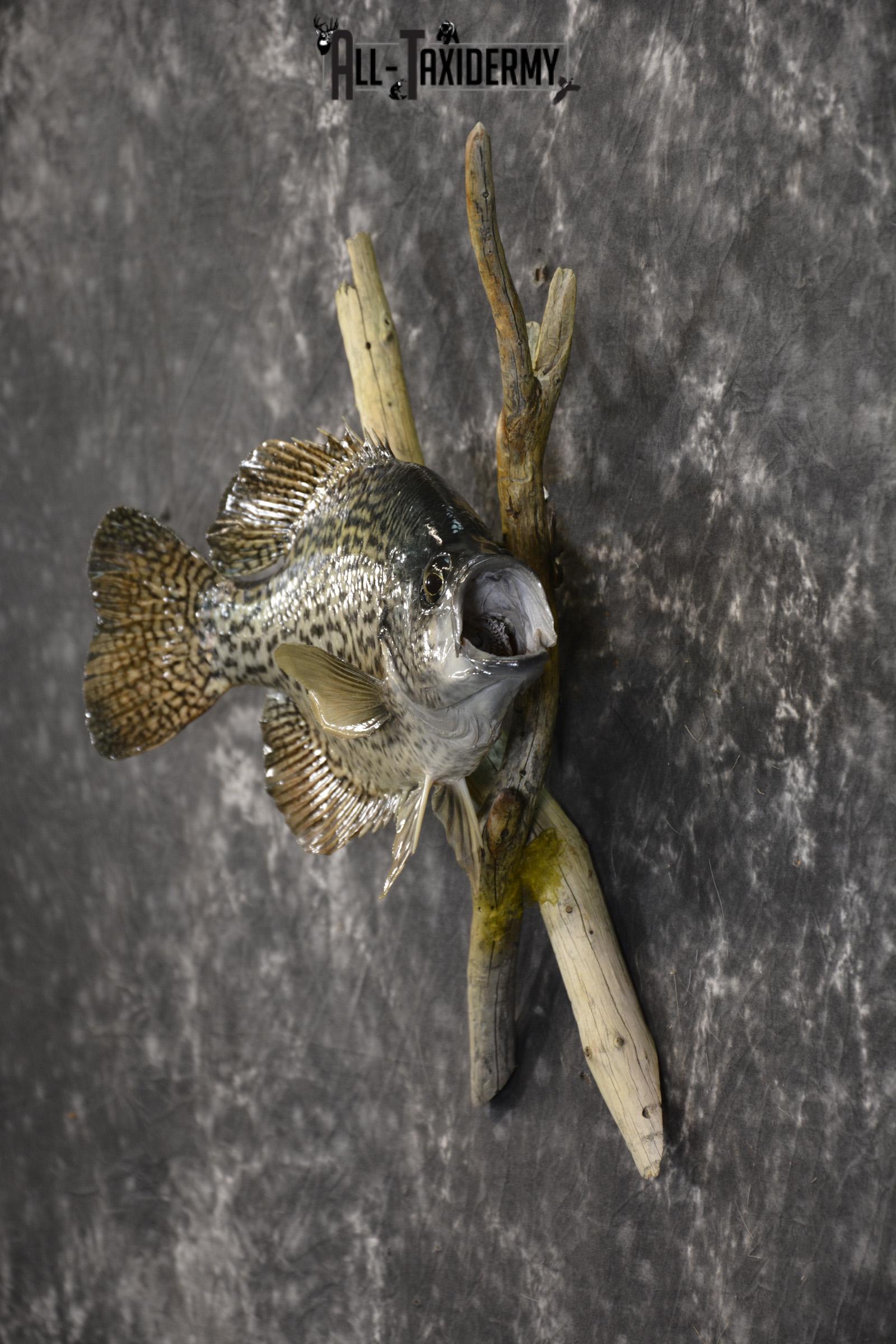 14" Crappie taxidermy fish mount for sale SKU 2126 - Image 7