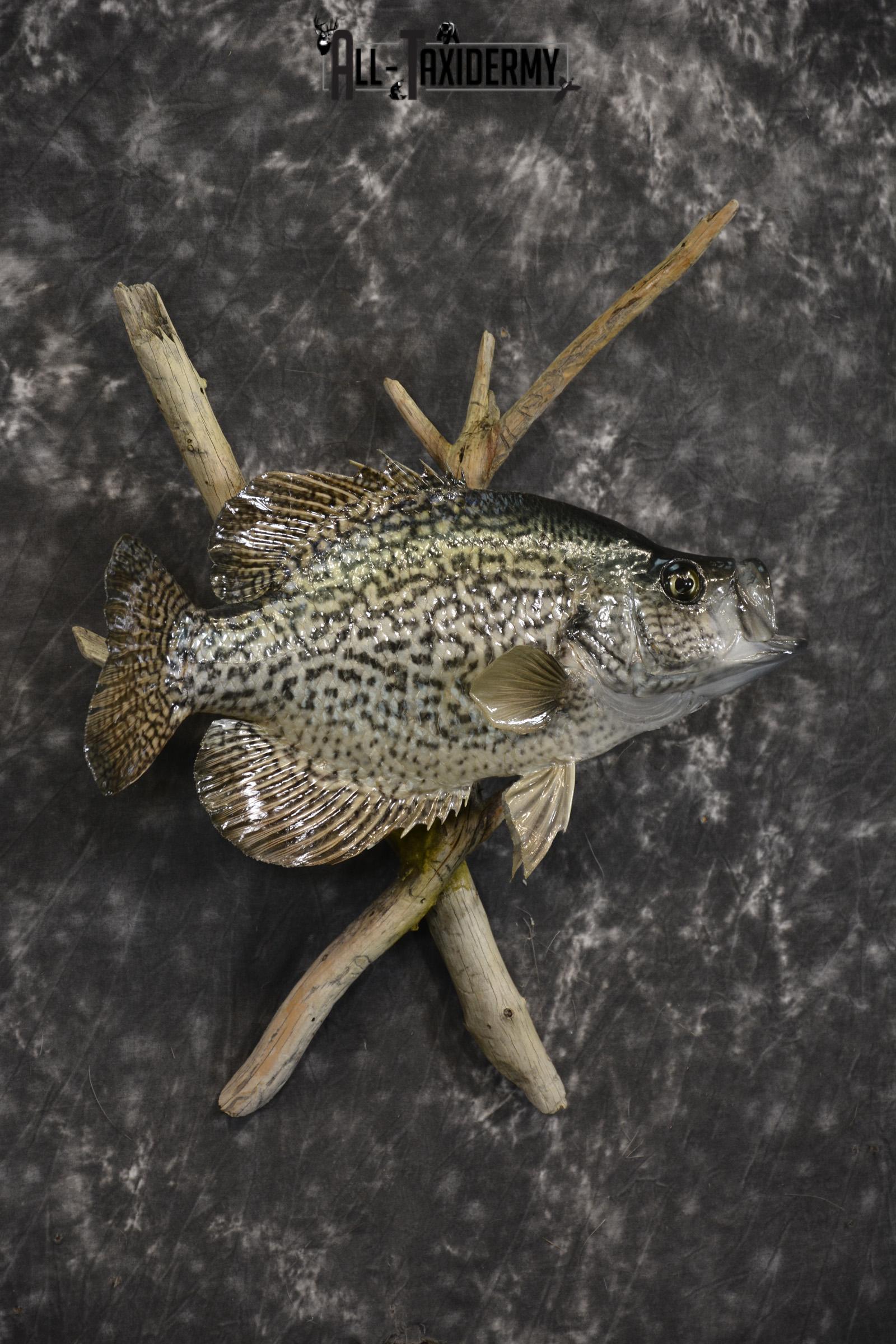 14" Crappie taxidermy fish mount for sale SKU 2126 - Image 6