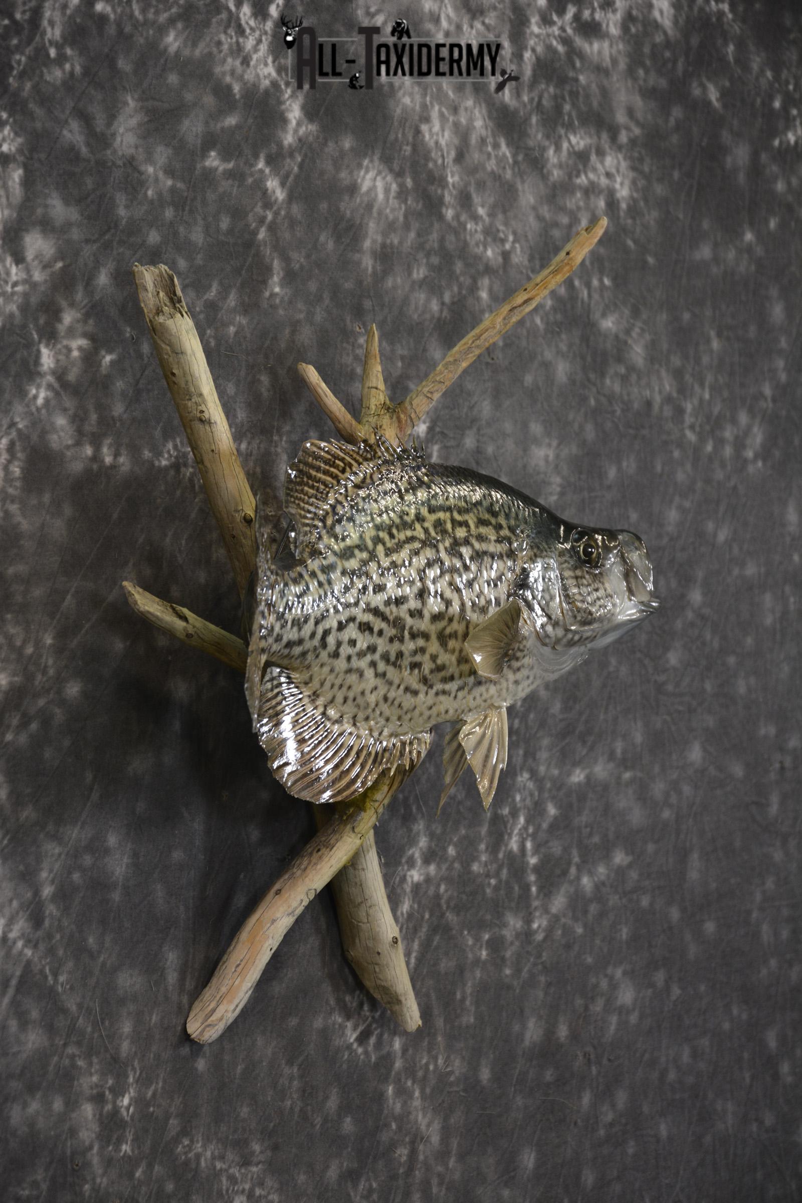 14" Crappie taxidermy fish mount for sale SKU 2126 - Image 5