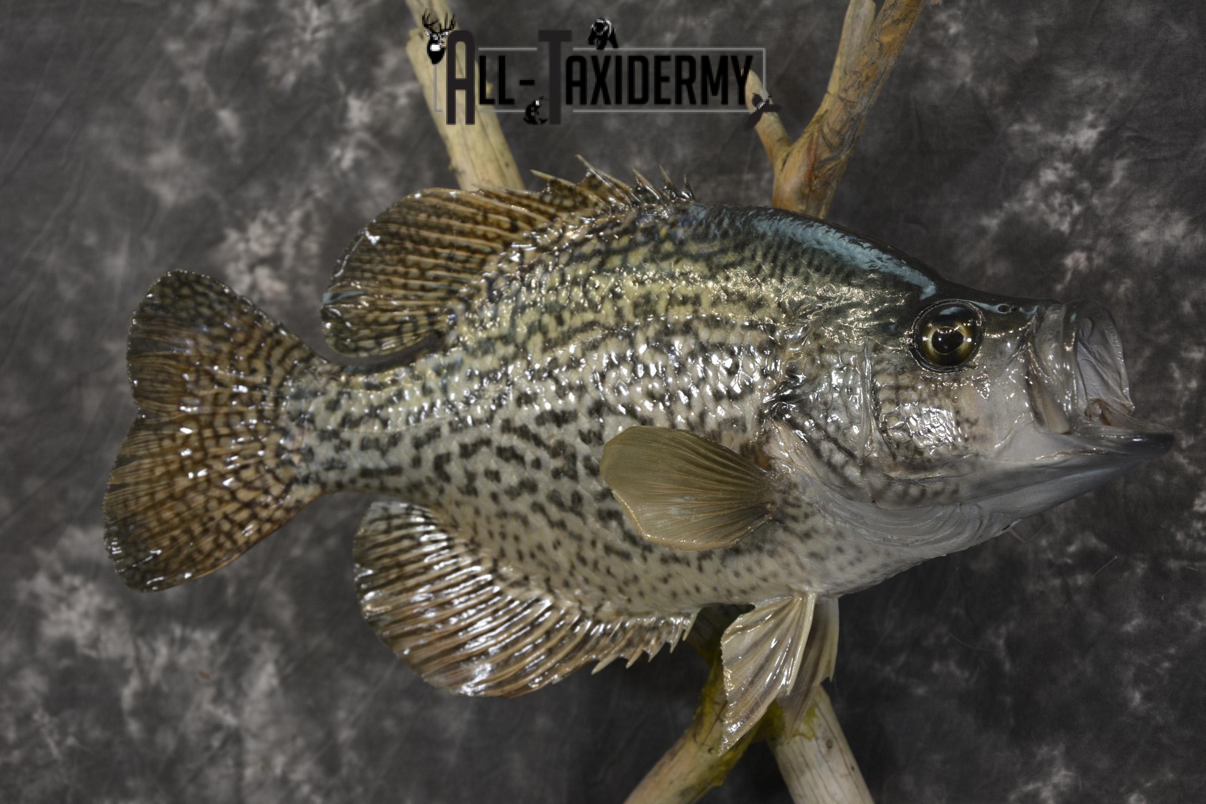 14" Crappie taxidermy fish mount for sale SKU 2126 - Image 4