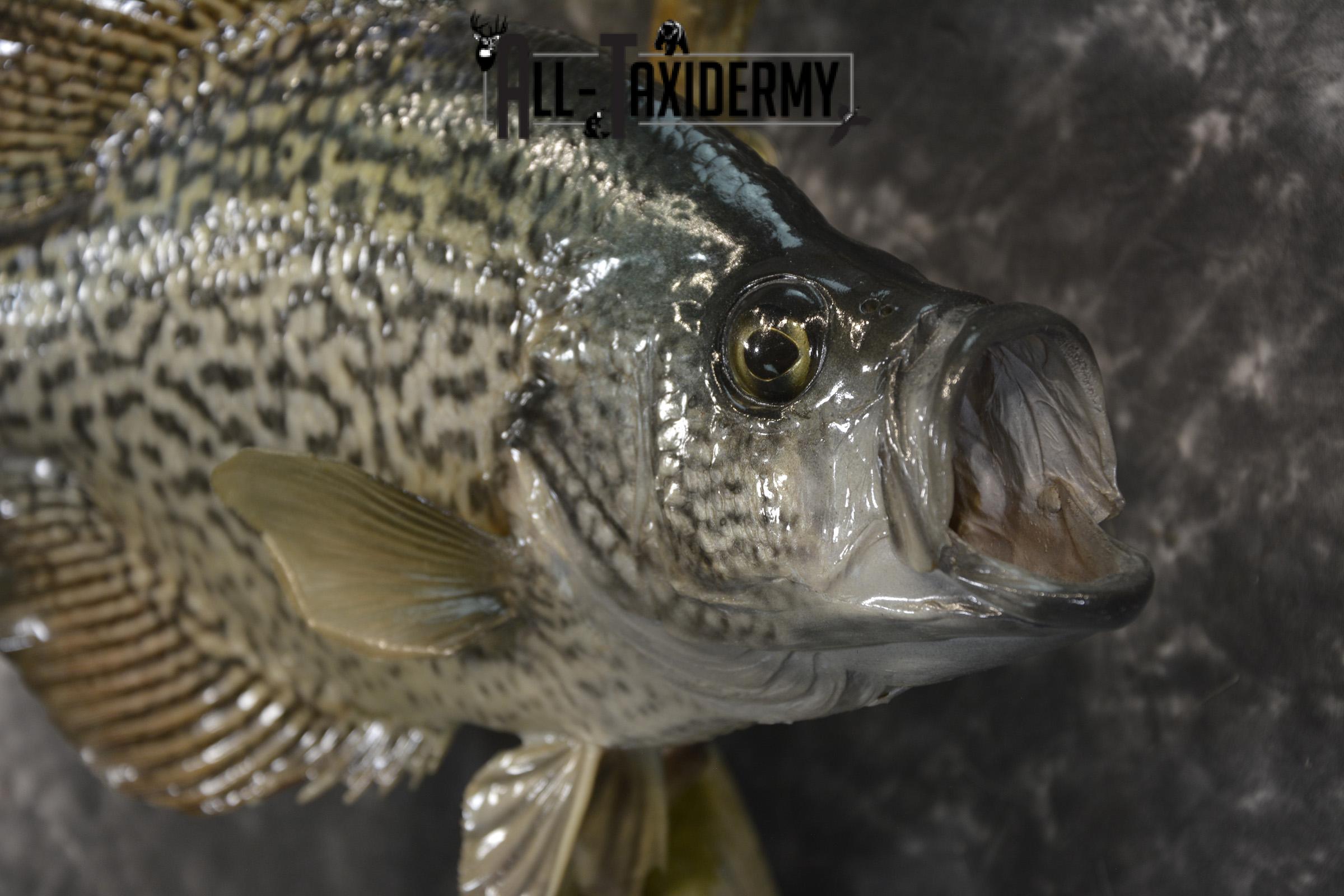 14" Crappie taxidermy fish mount for sale SKU 2126 - Image 3