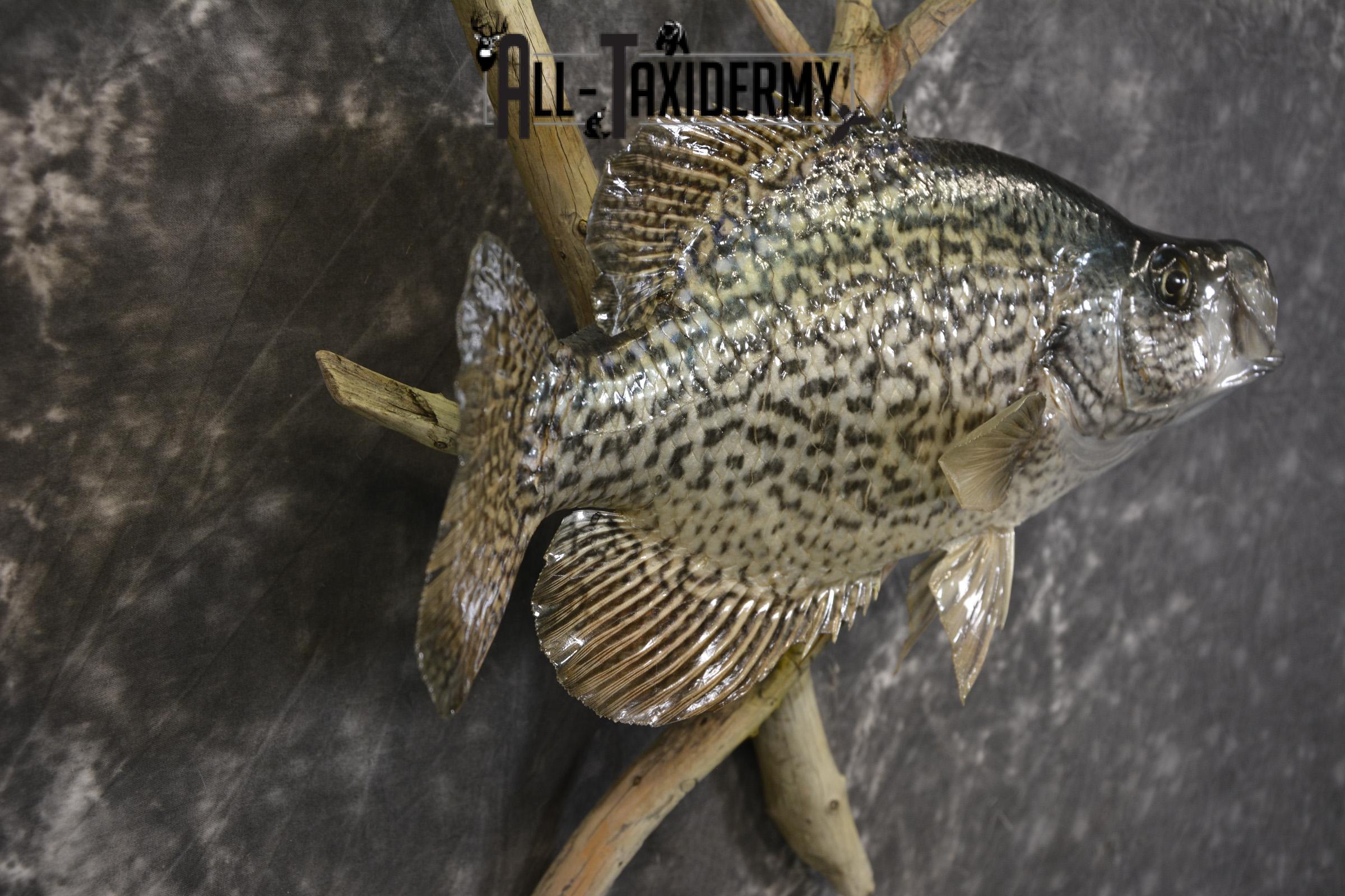 14" Crappie taxidermy fish mount for sale SKU 2126 - Image 2