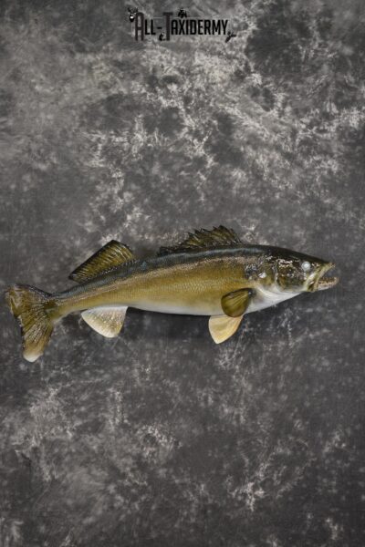 29" Walleye taxidermy fish mount for sale SKU 2097