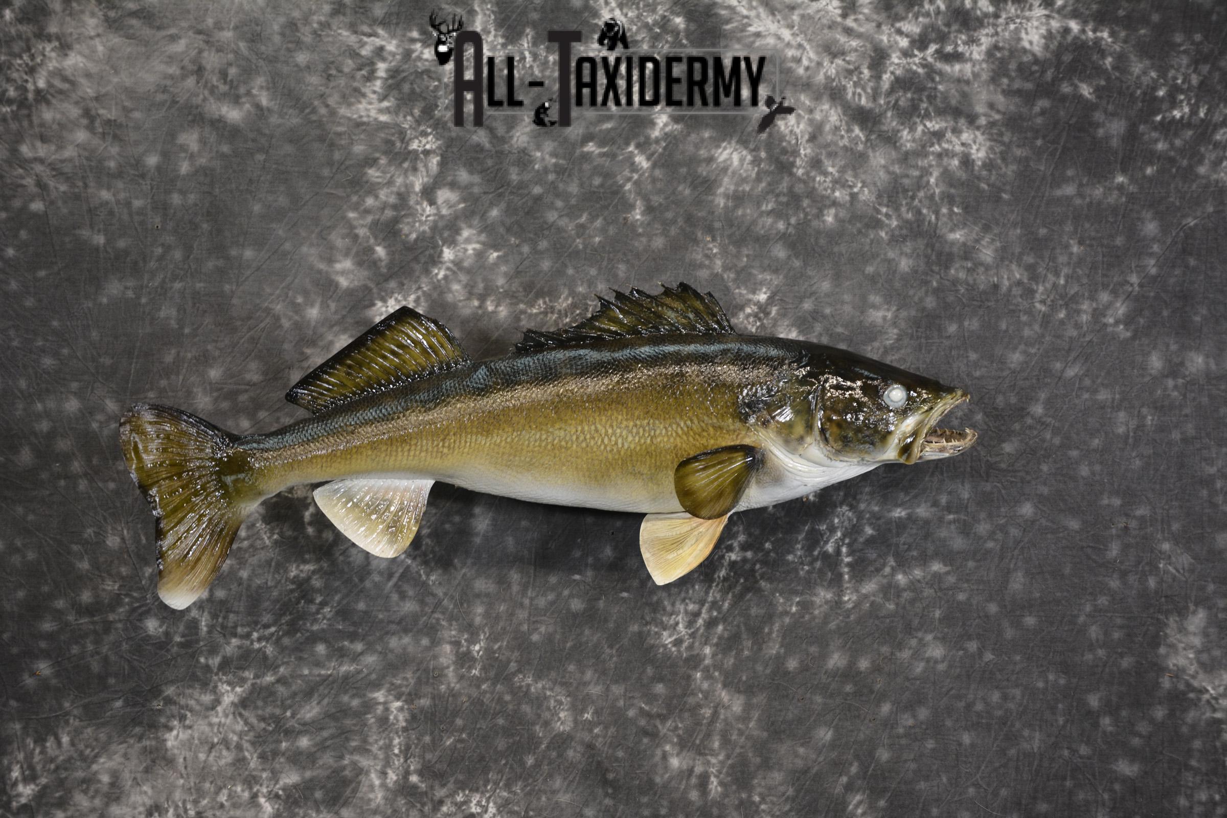 29" Walleye taxidermy fish mount for sale SKU 2097 - Image 7