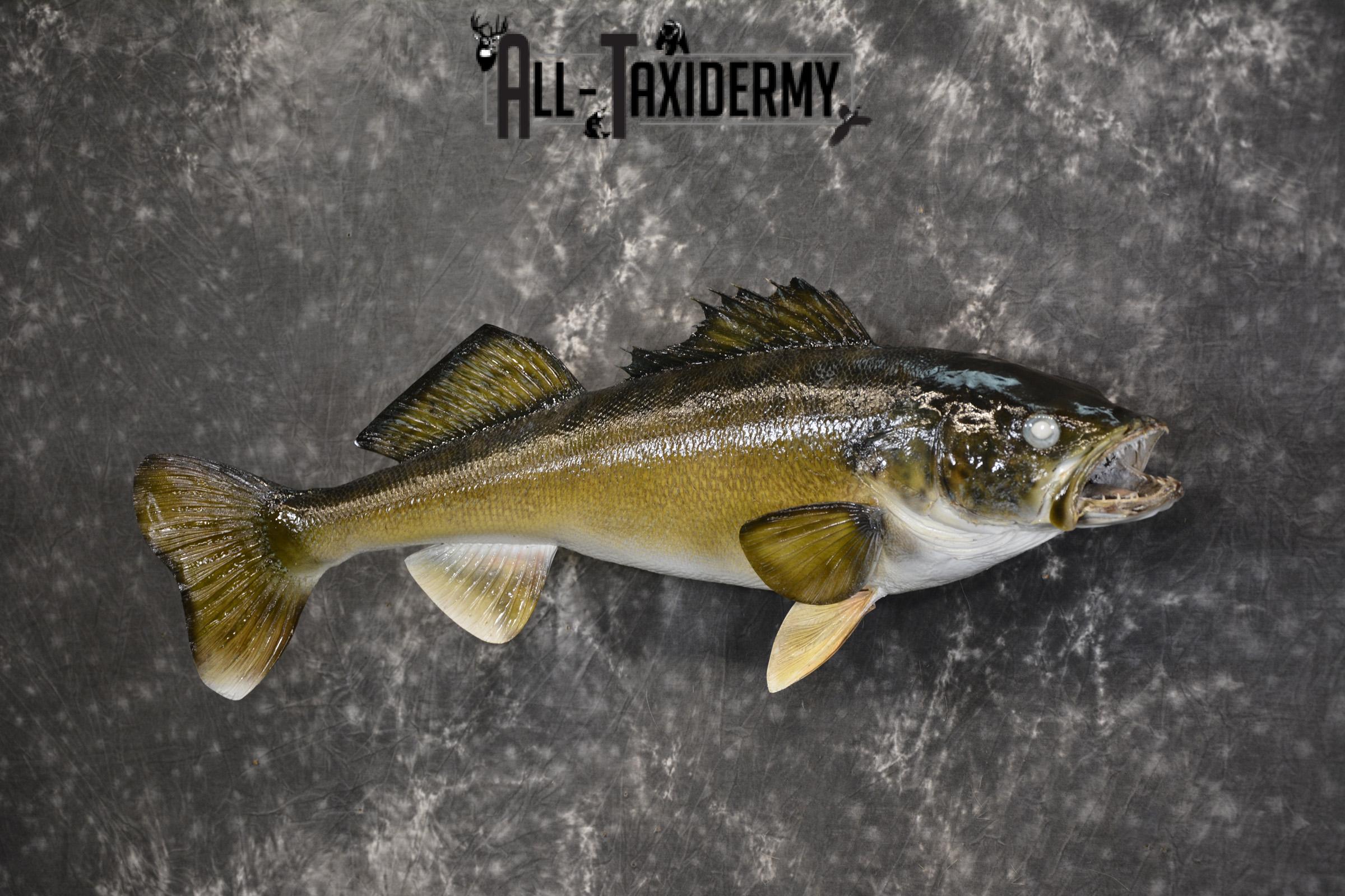 29" Walleye taxidermy fish mount for sale SKU 2097 - Image 6