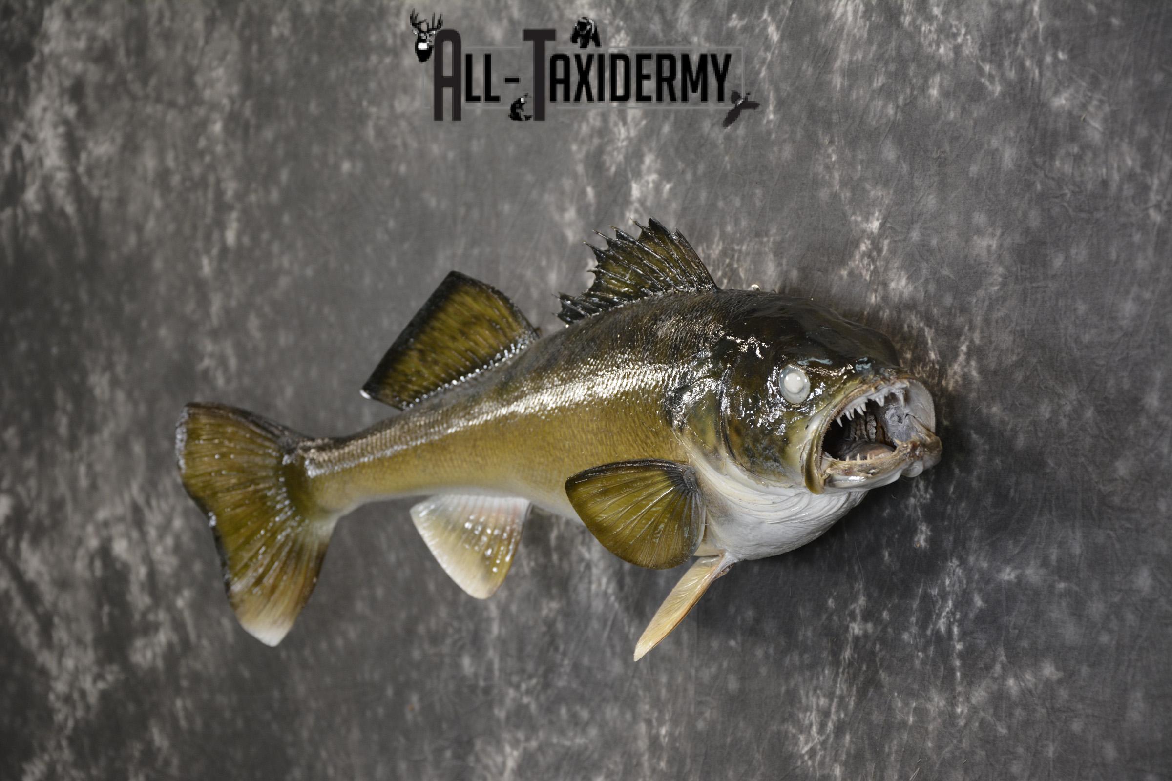 Walleye taxidermy mount for sale. F-114WA