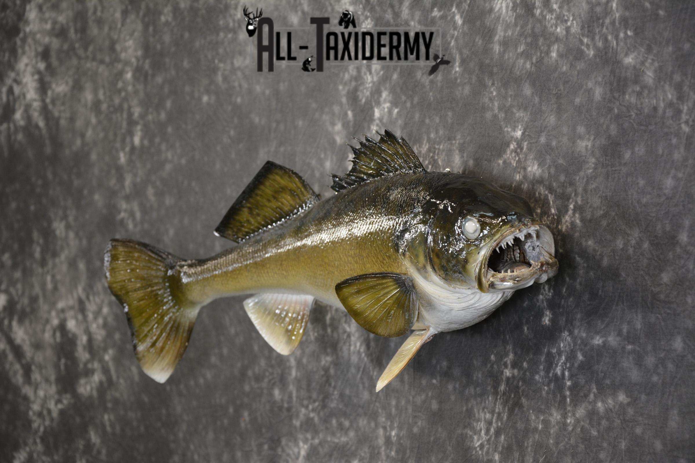 29" Walleye taxidermy fish mount for sale SKU 2097 - Image 5