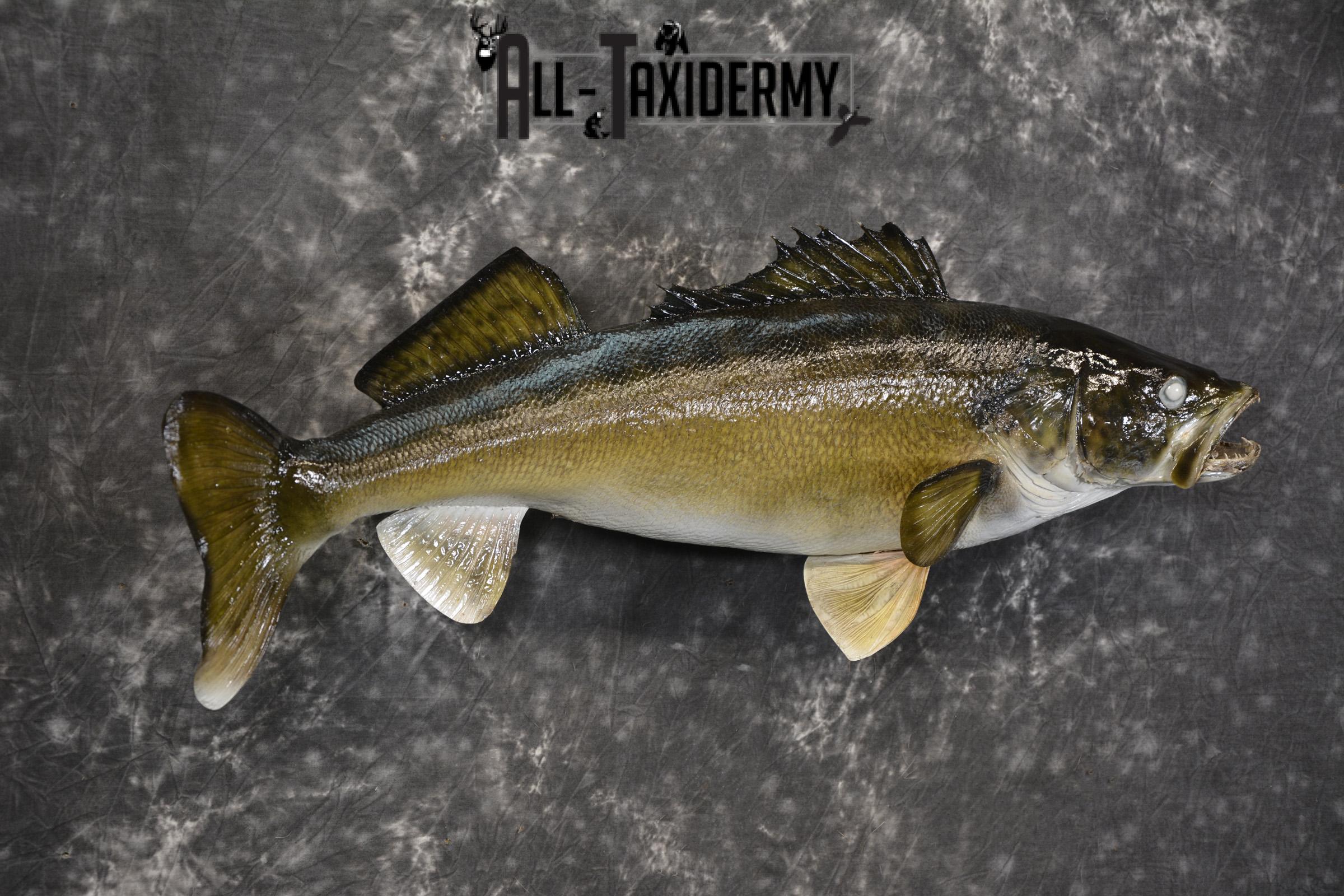 29" Walleye taxidermy fish mount for sale SKU 2097 - Image 4