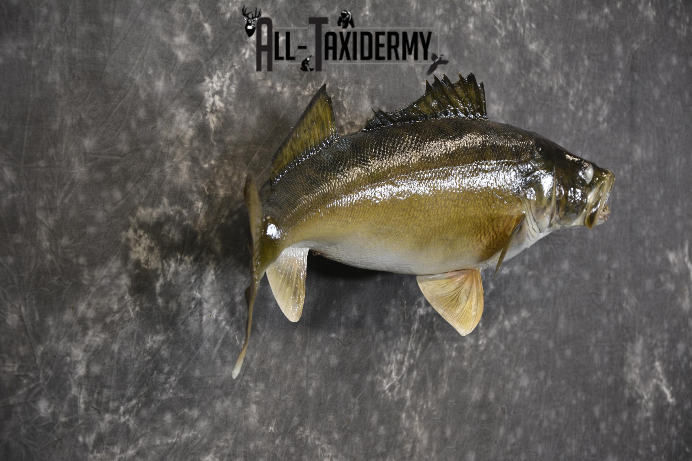 29" Walleye taxidermy fish mount for sale SKU 2097 - Image 3